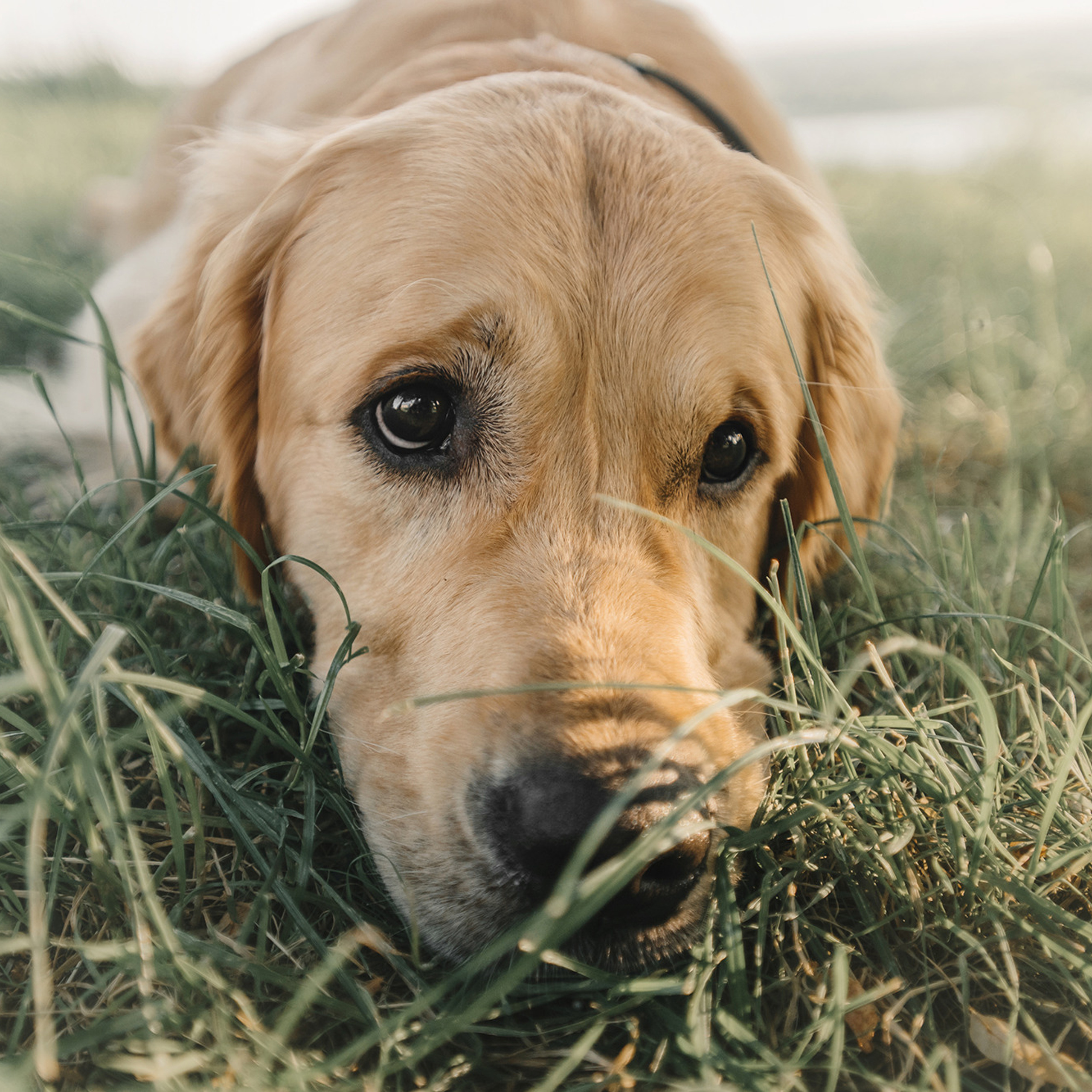 Светлана и Чарли. Фотограф Анна Тюрина