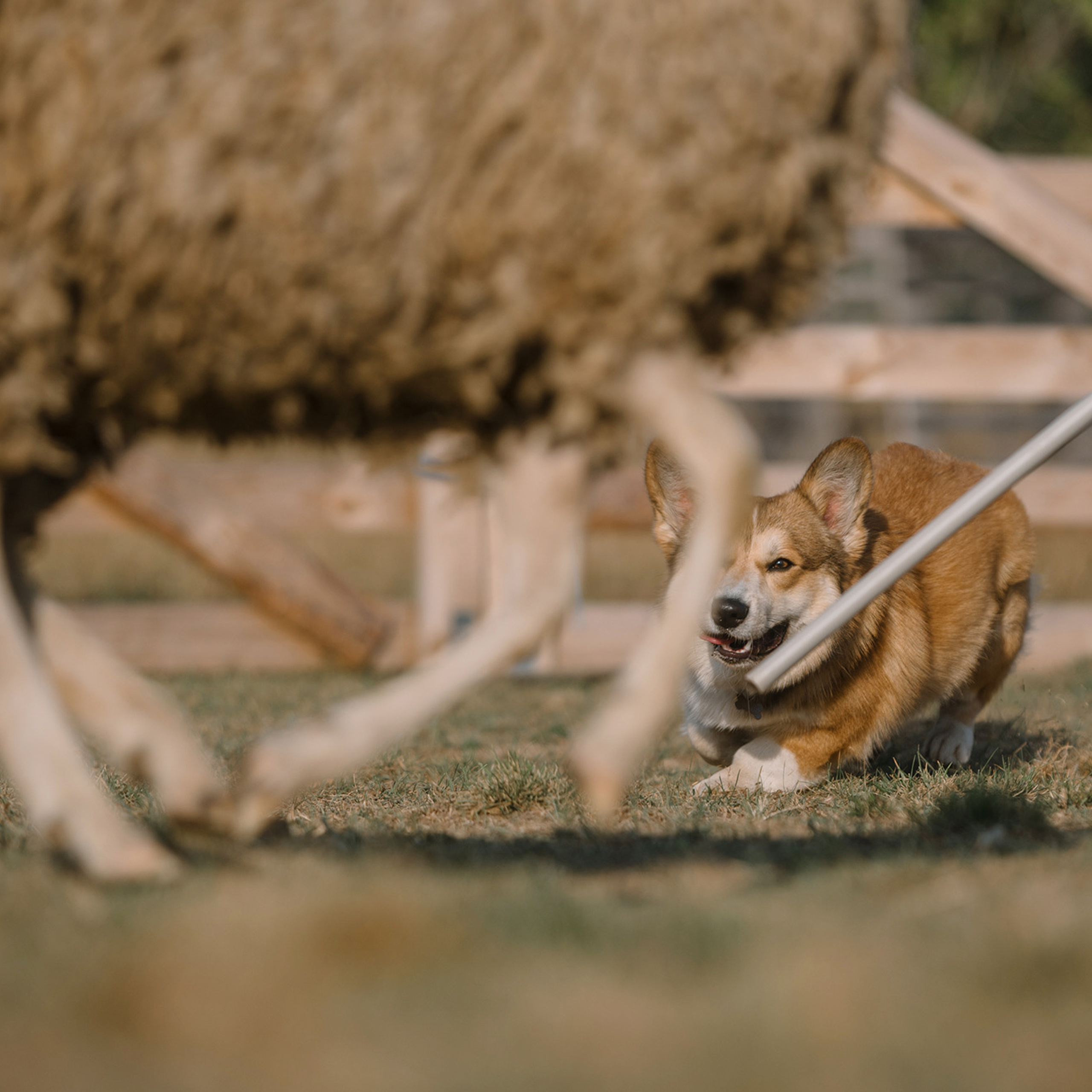 Пастьба. Фотограф Анна Тюрина