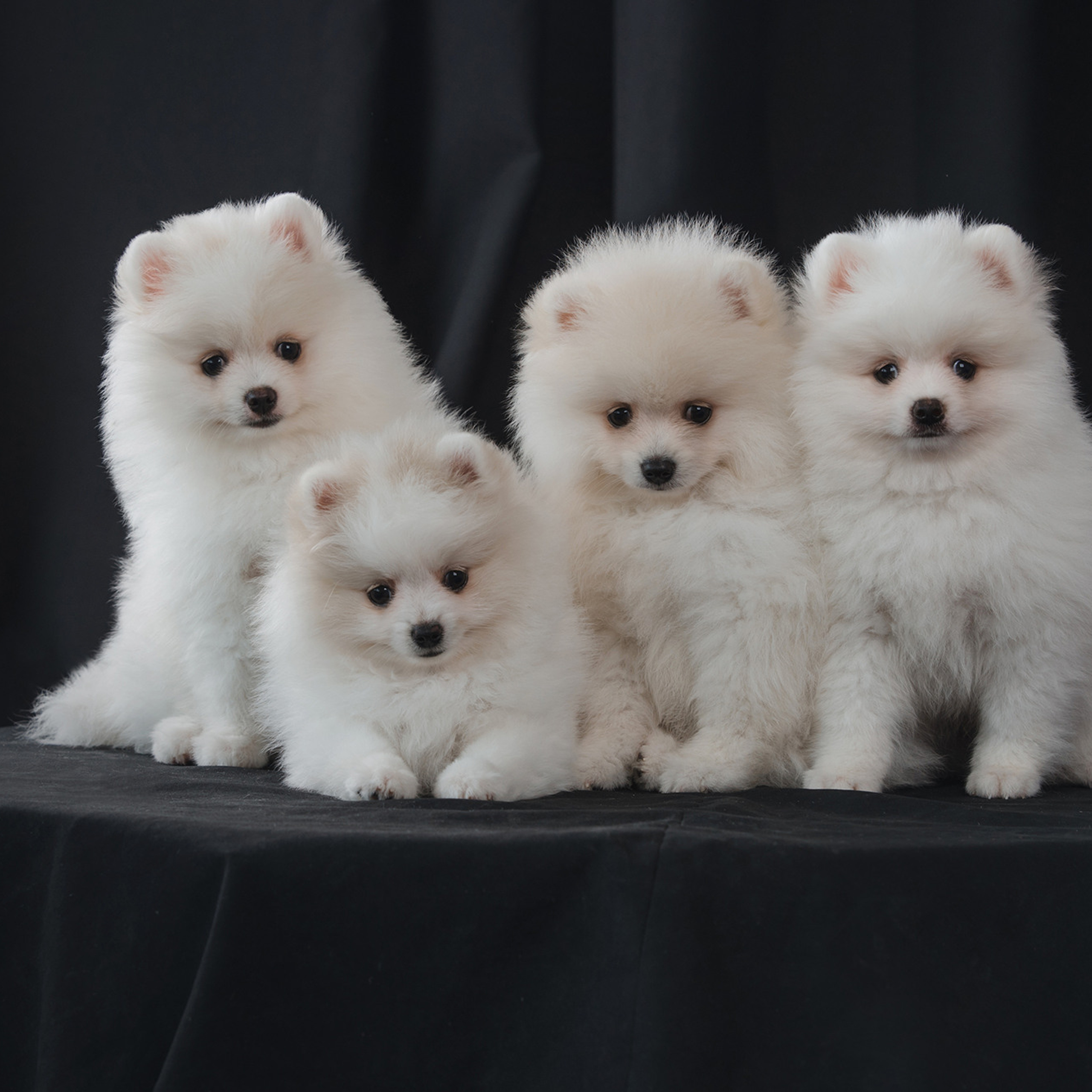 Очаровательные щенки шпица. Фотограф Анна Тюрина