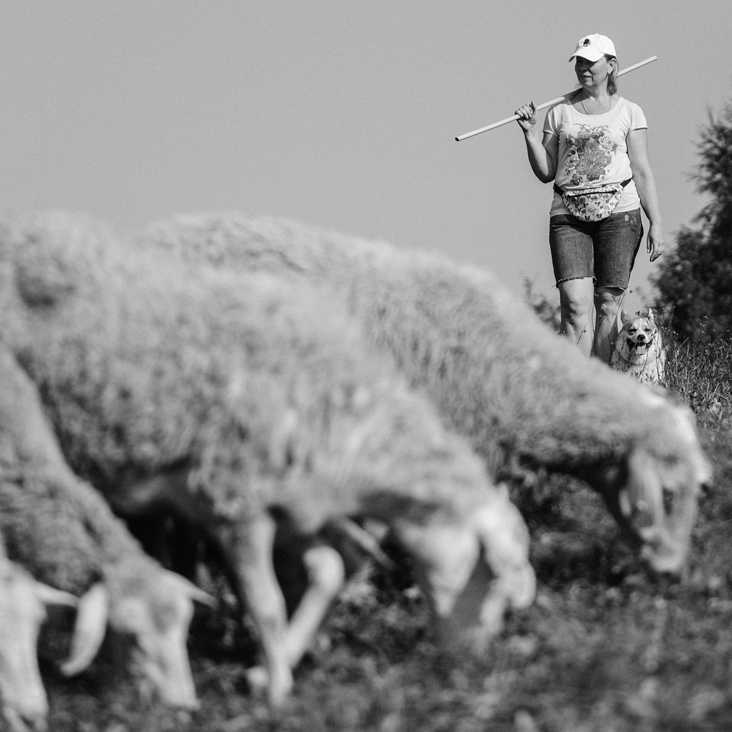 Пастьба. Фотограф Анна Тюрина