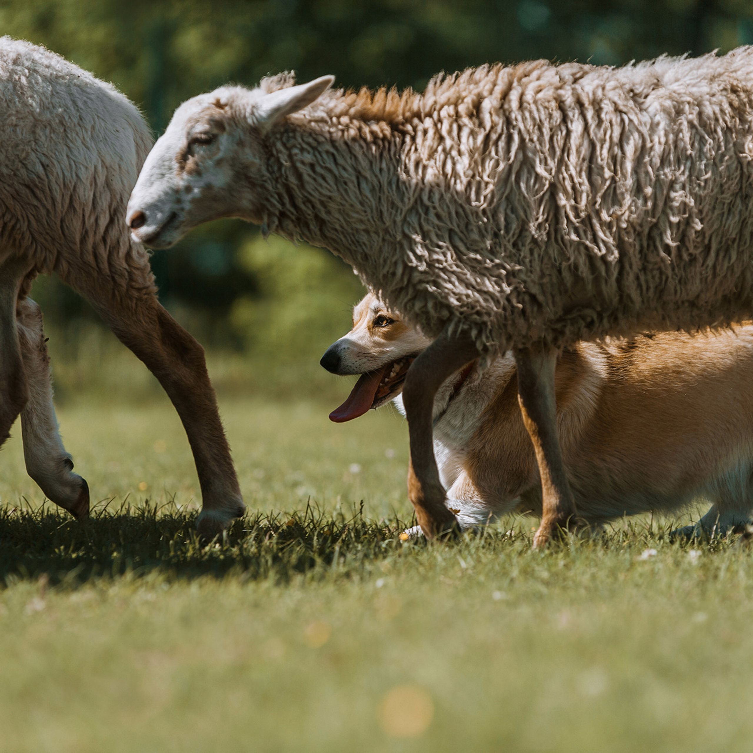 Пастьба. Фотограф Анна Тюрина