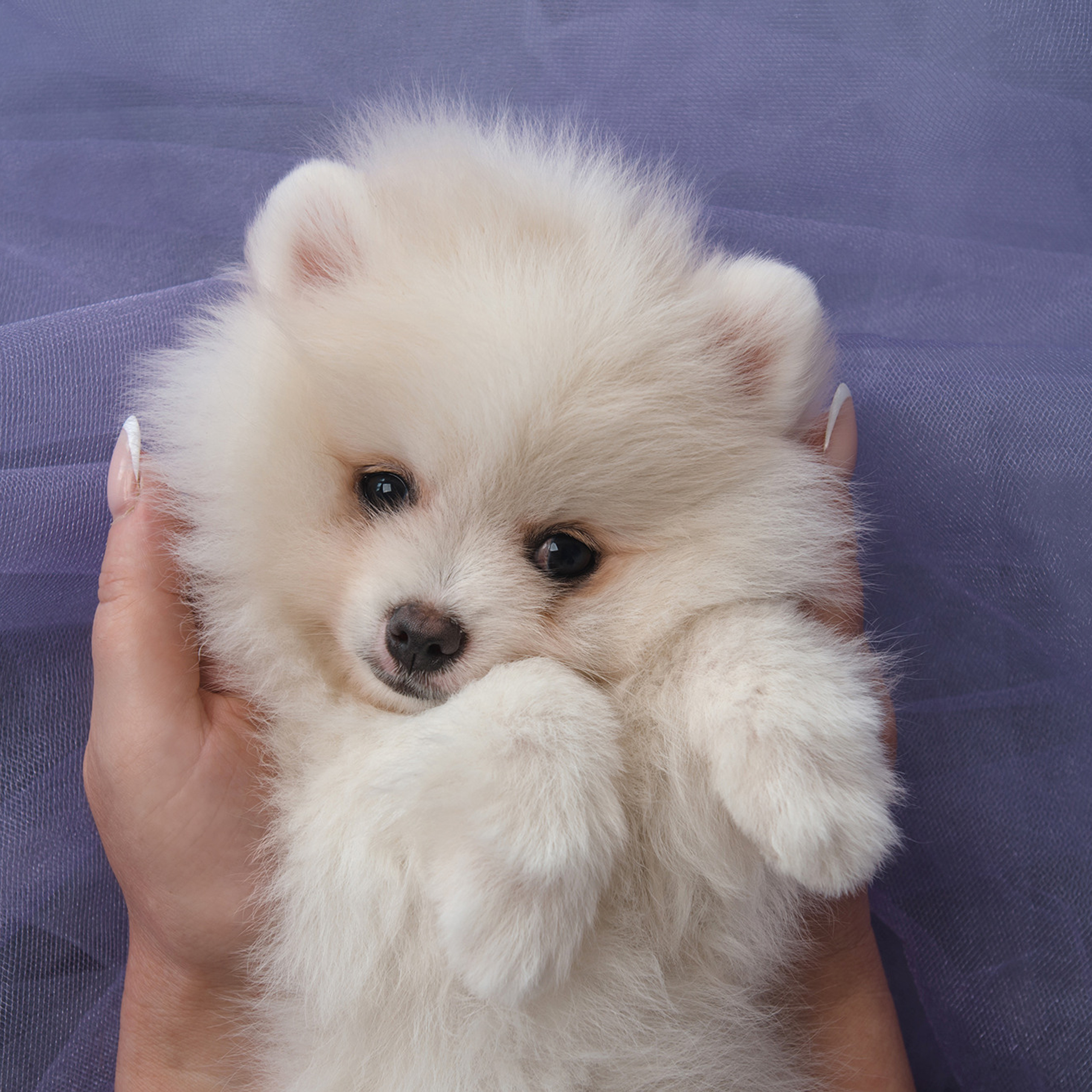 Очаровательные щенки шпица. Фотограф Анна Тюрина