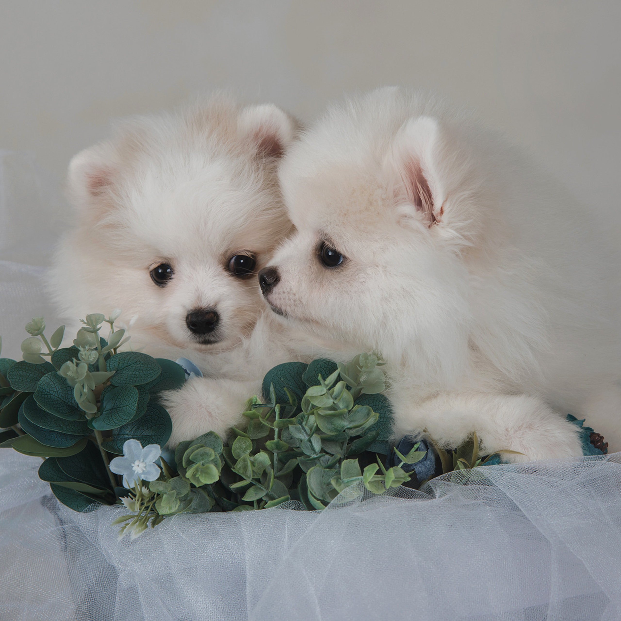 Очаровательные щенки шпица. Фотограф Анна Тюрина