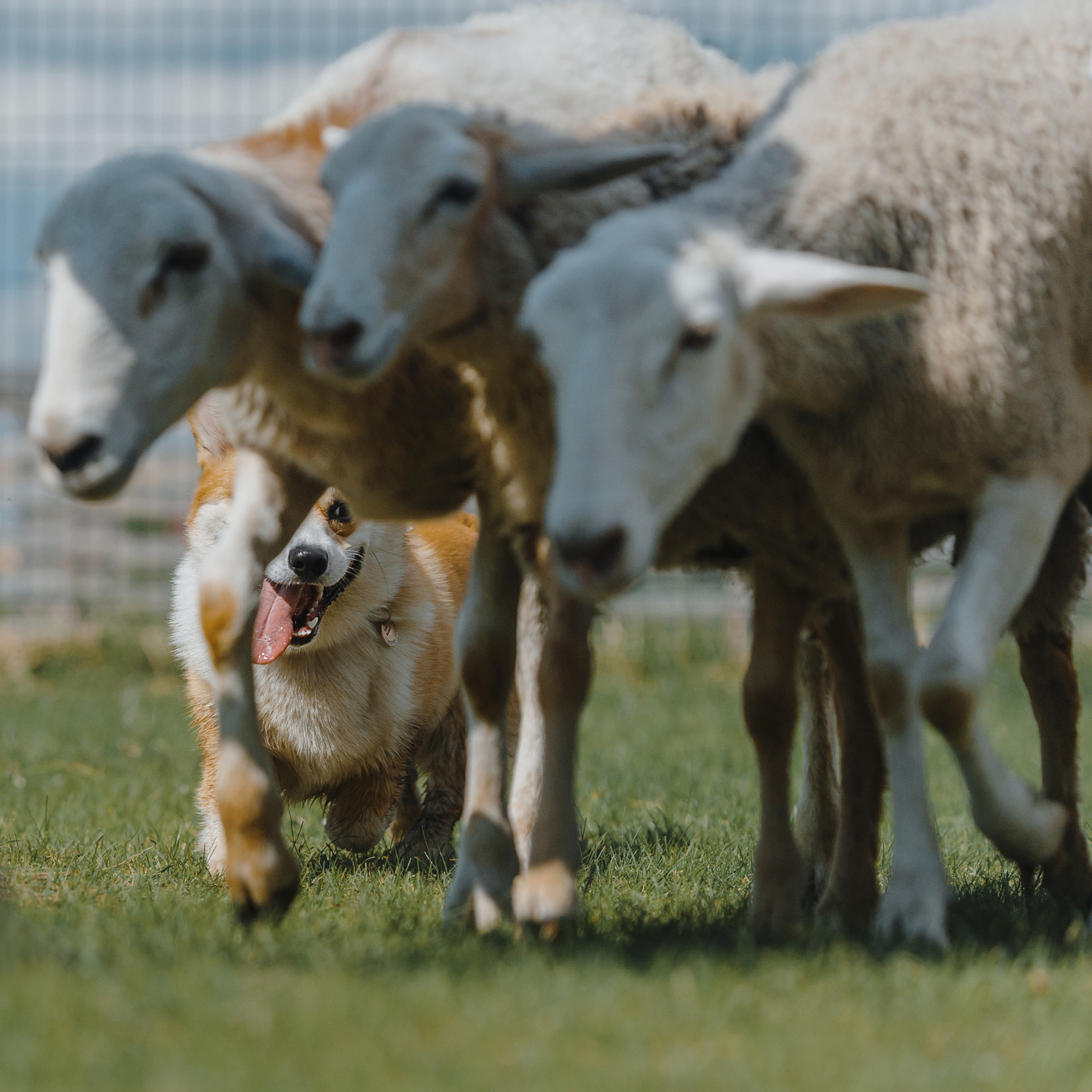 Пастьба. Фотограф Анна Тюрина