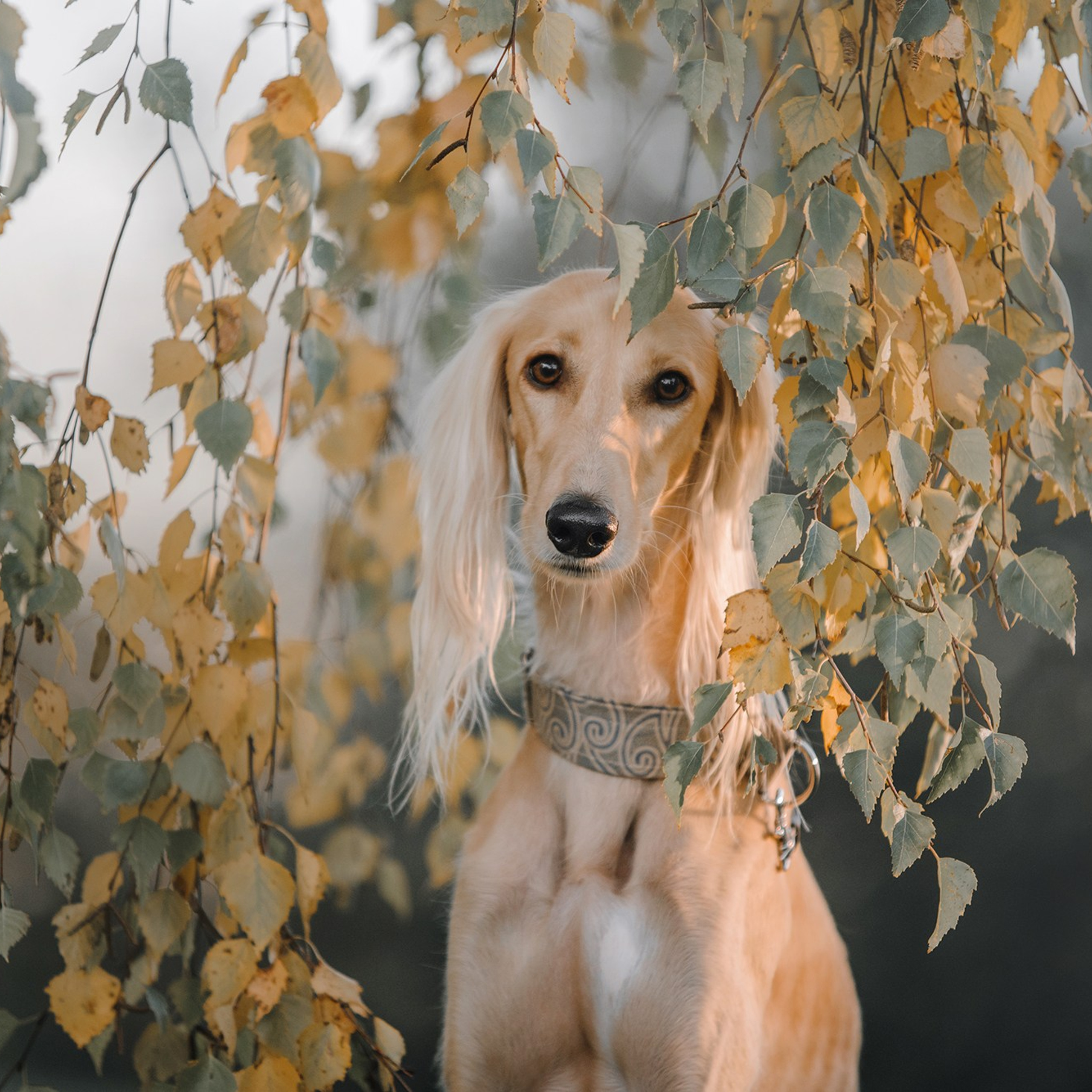 Питомец в кадре. Фотограф Анна Тюрина