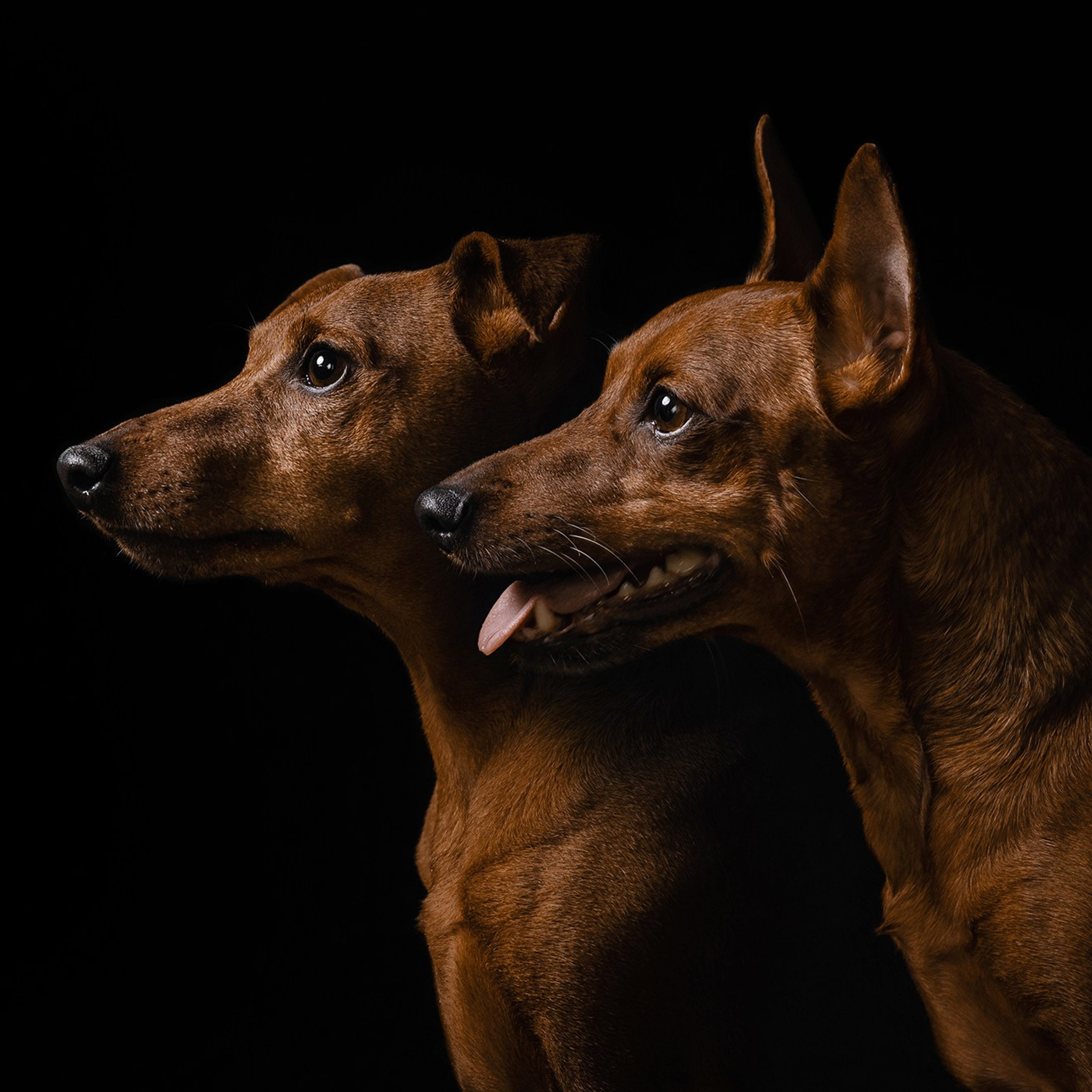 Питомец в кадре. Фотограф Анна Тюрина