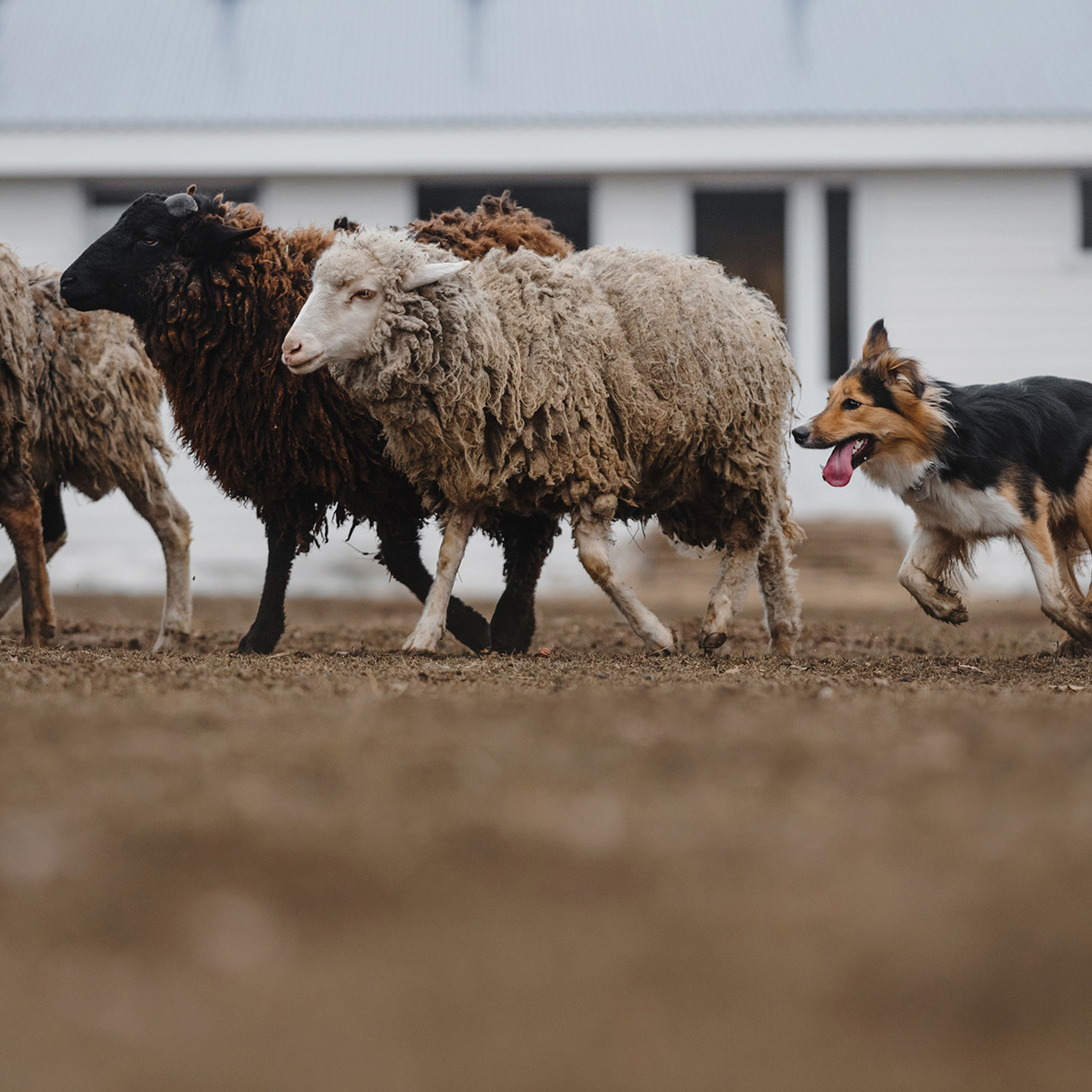 Пастьба. Фотограф Анна Тюрина