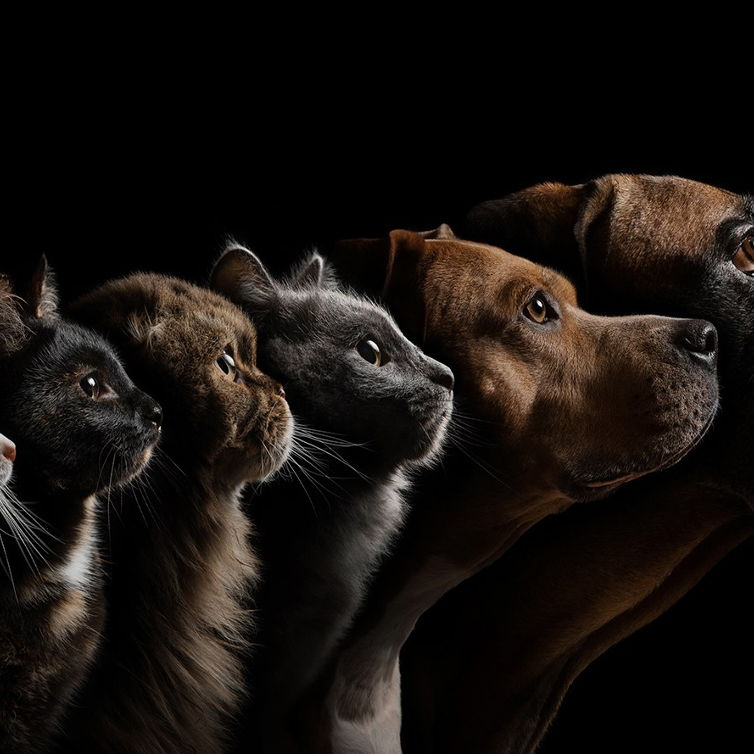 Проект портреты на чёрном фоне. Фотограф Анна Тюрина