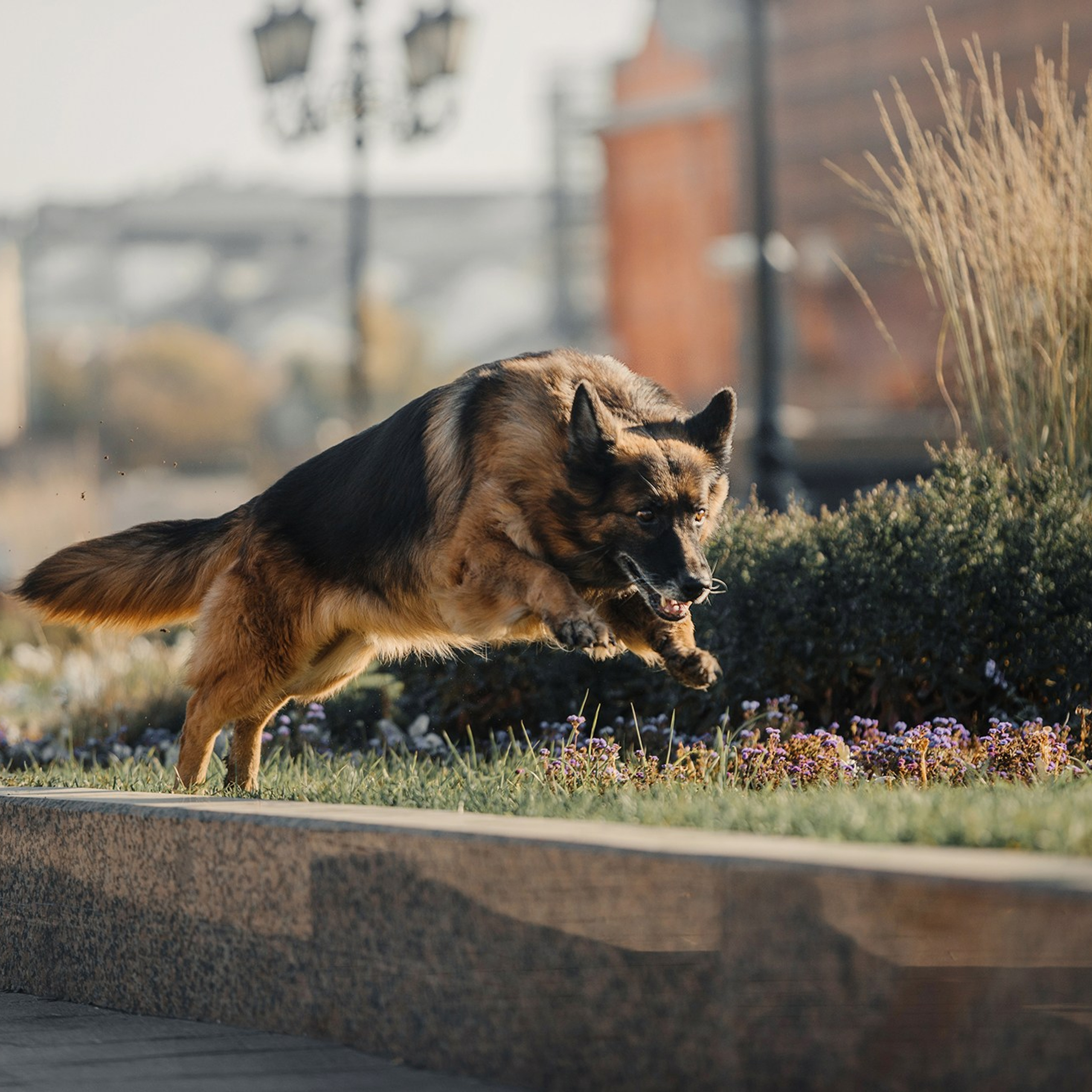 Питомец в кадре. Фотограф Анна Тюрина