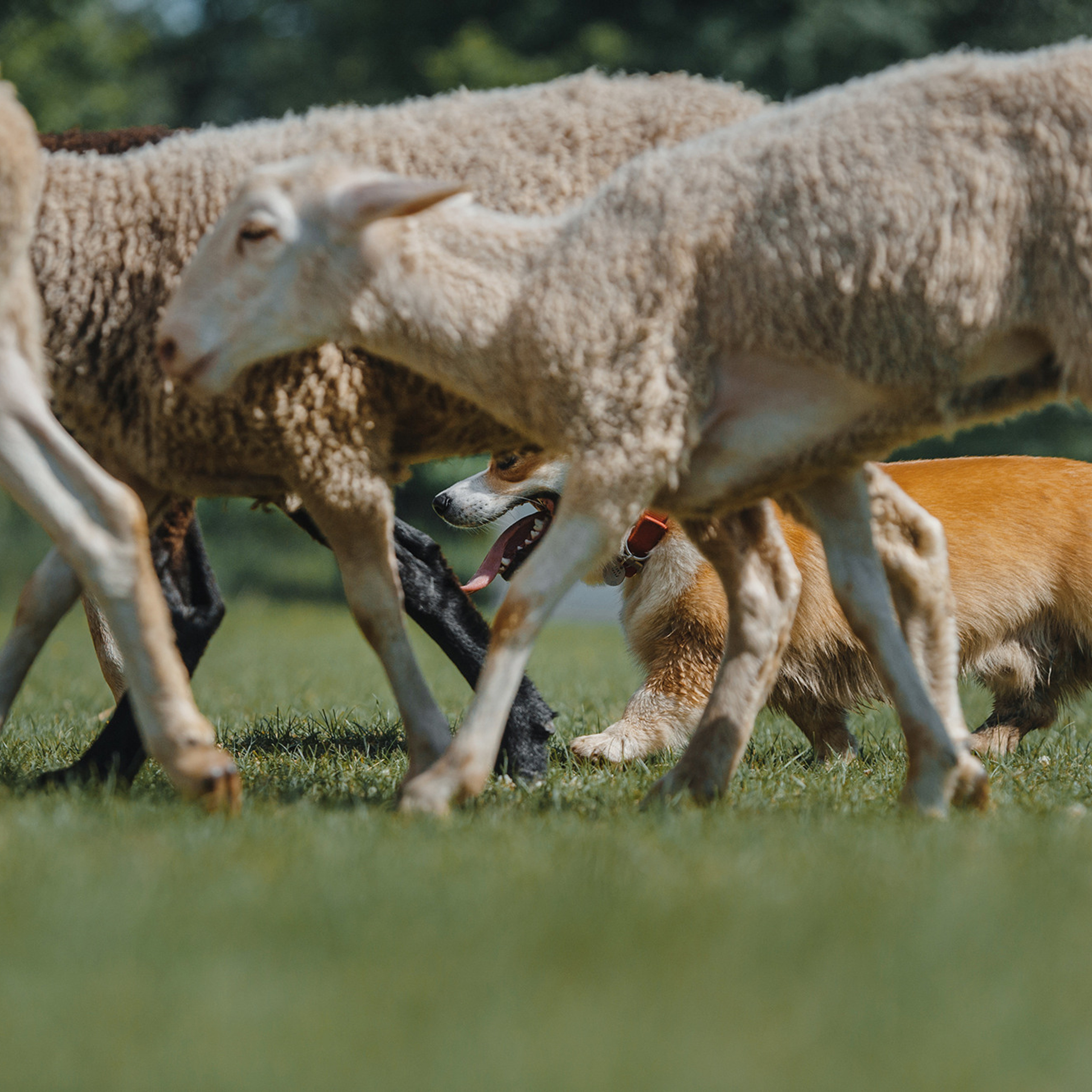 Пастьба. Фотограф Анна Тюрина
