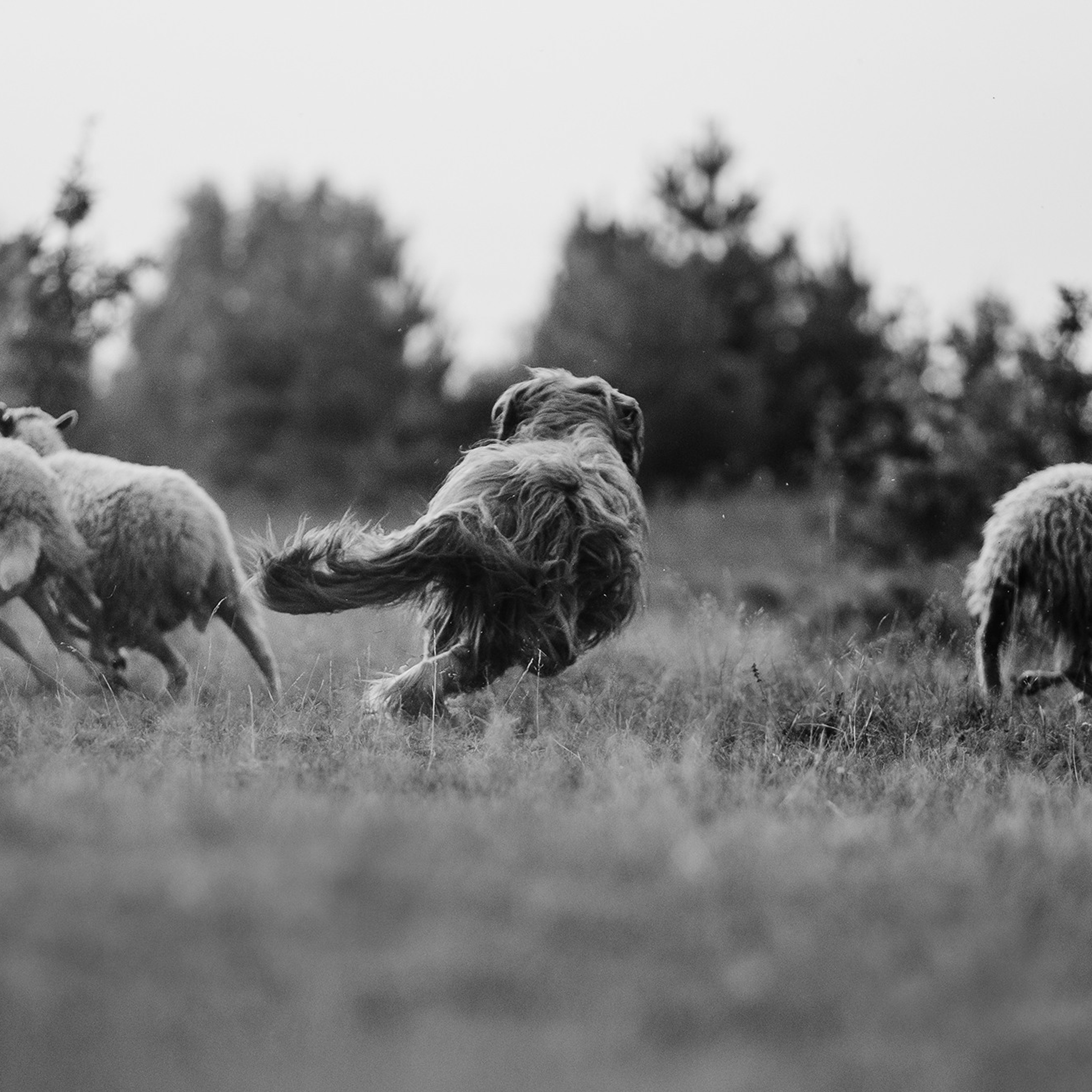 Пастьба. Фотограф Анна Тюрина
