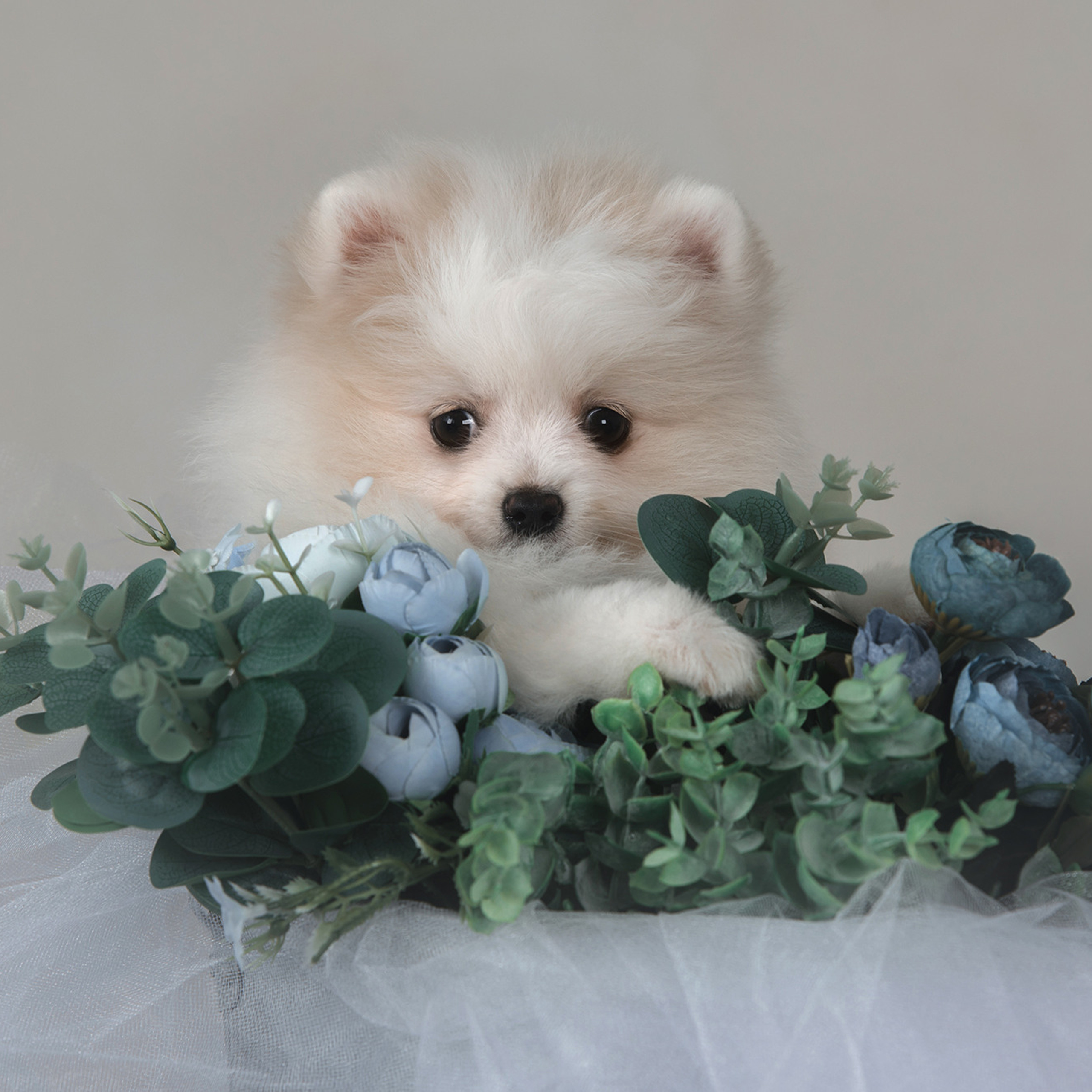 Очаровательные щенки шпица. Фотограф Анна Тюрина