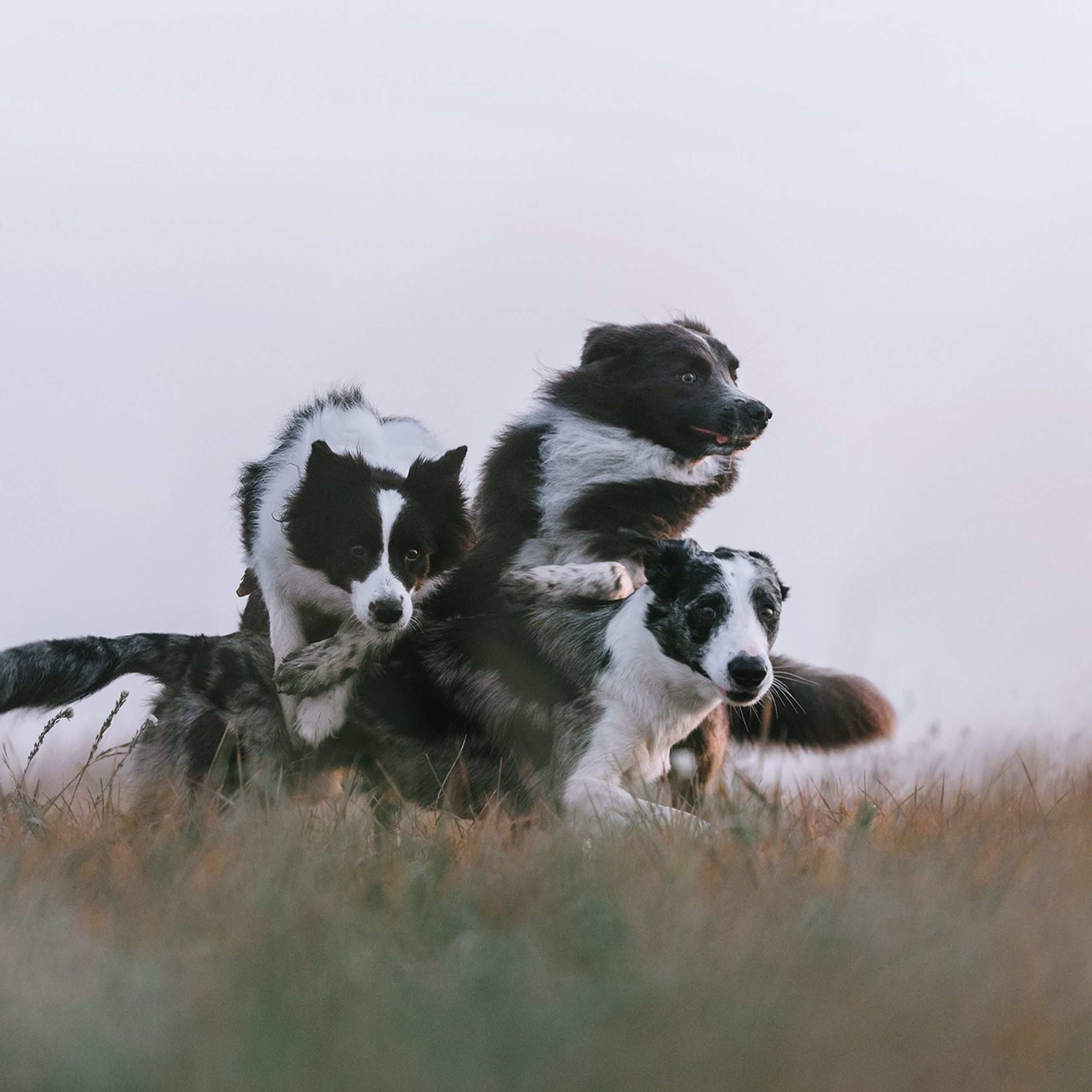 Питомец в кадре. Фотограф Анна Тюрина