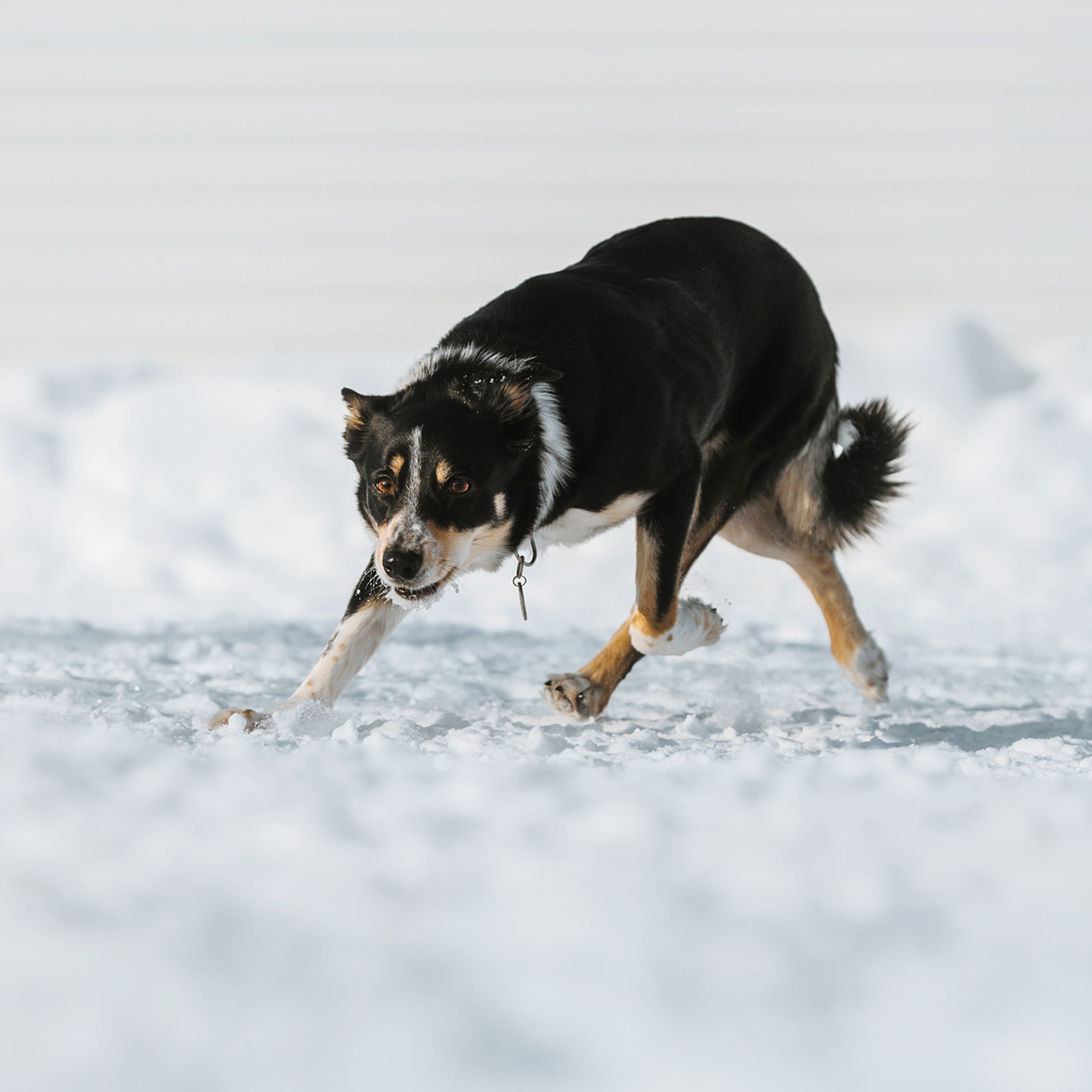 Пастьба. Фотограф Анна Тюрина