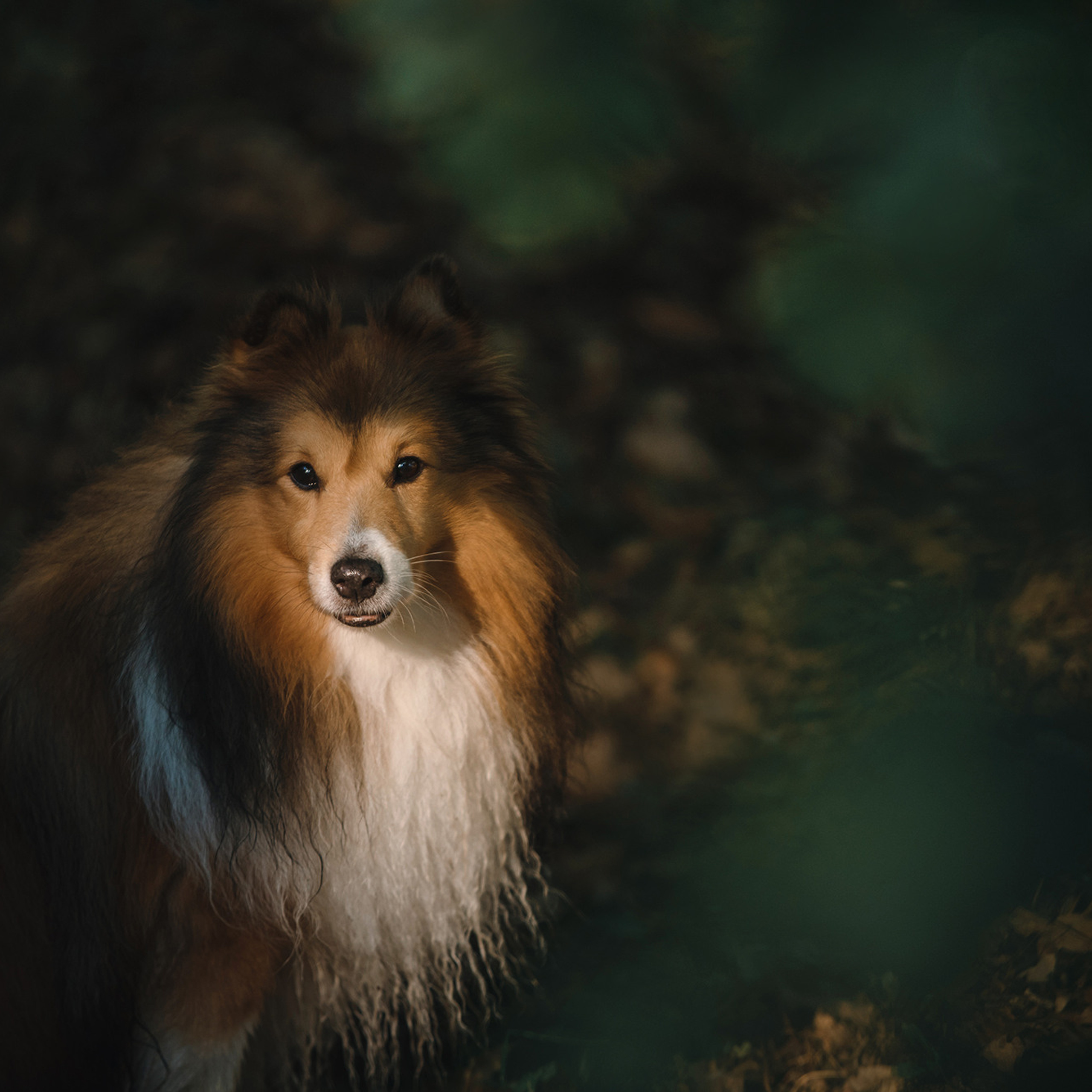 Ира, Инди и Сеня. Фотограф Анна Тюрина