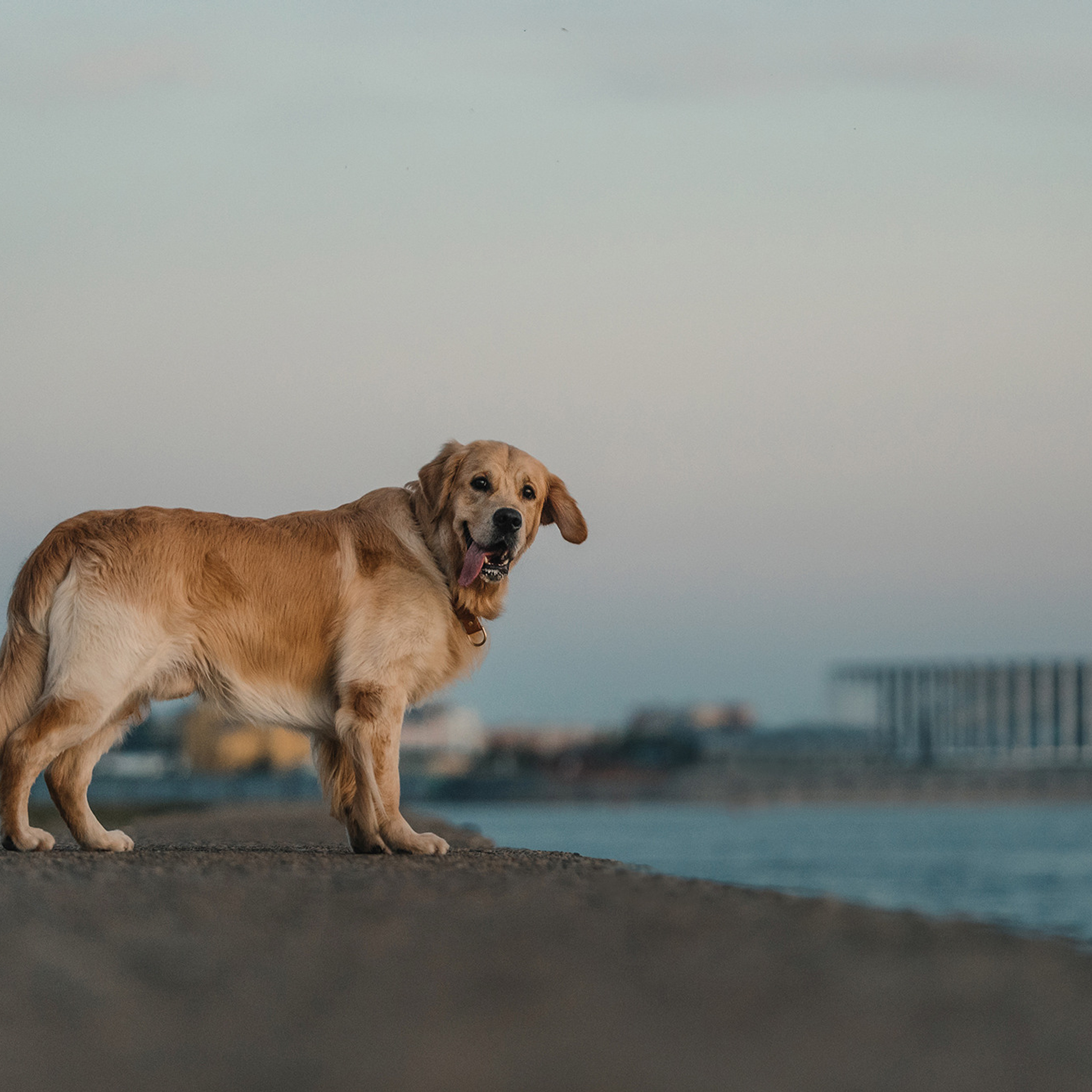 Светлана и Чарли. Фотограф Анна Тюрина