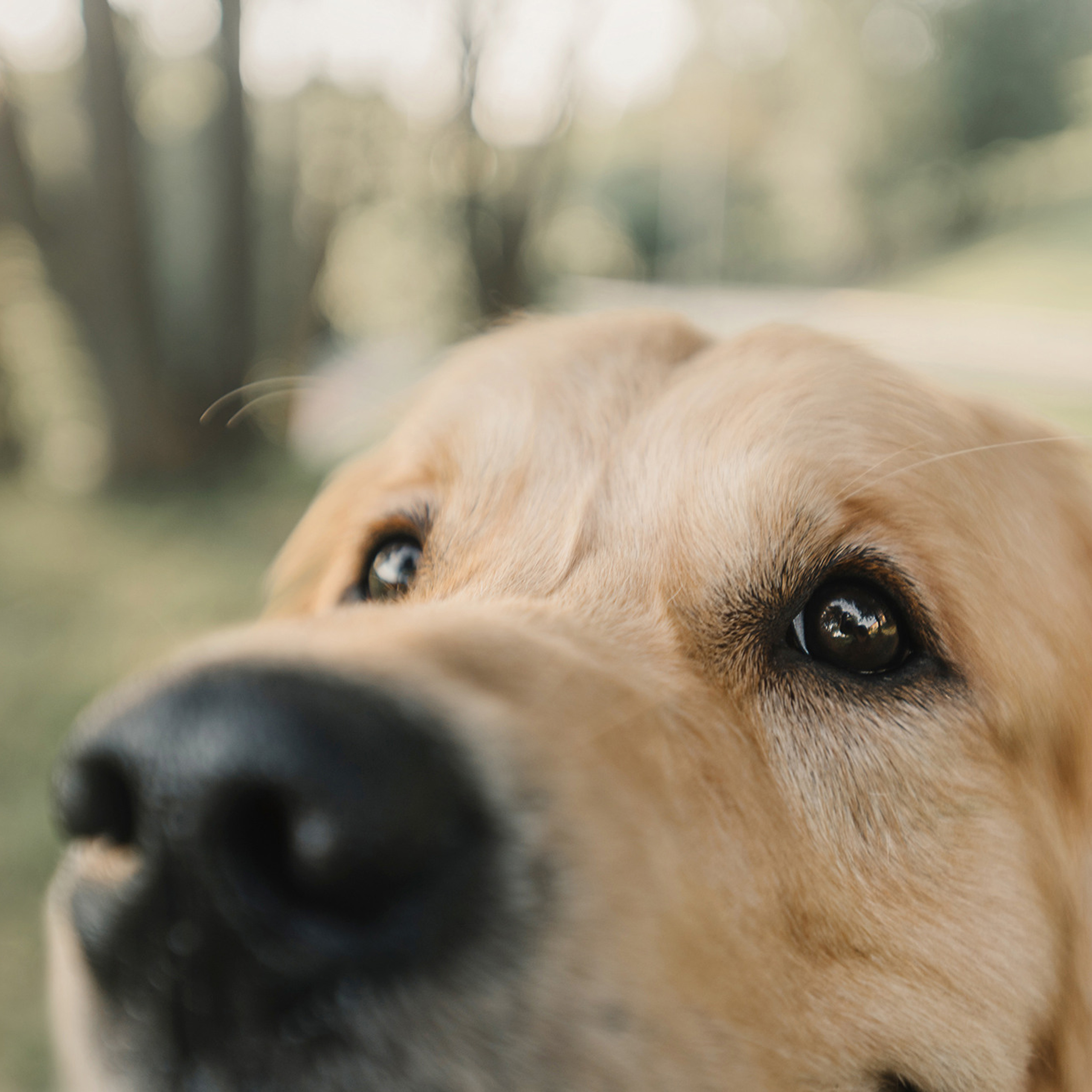 Светлана и Чарли. Фотограф Анна Тюрина
