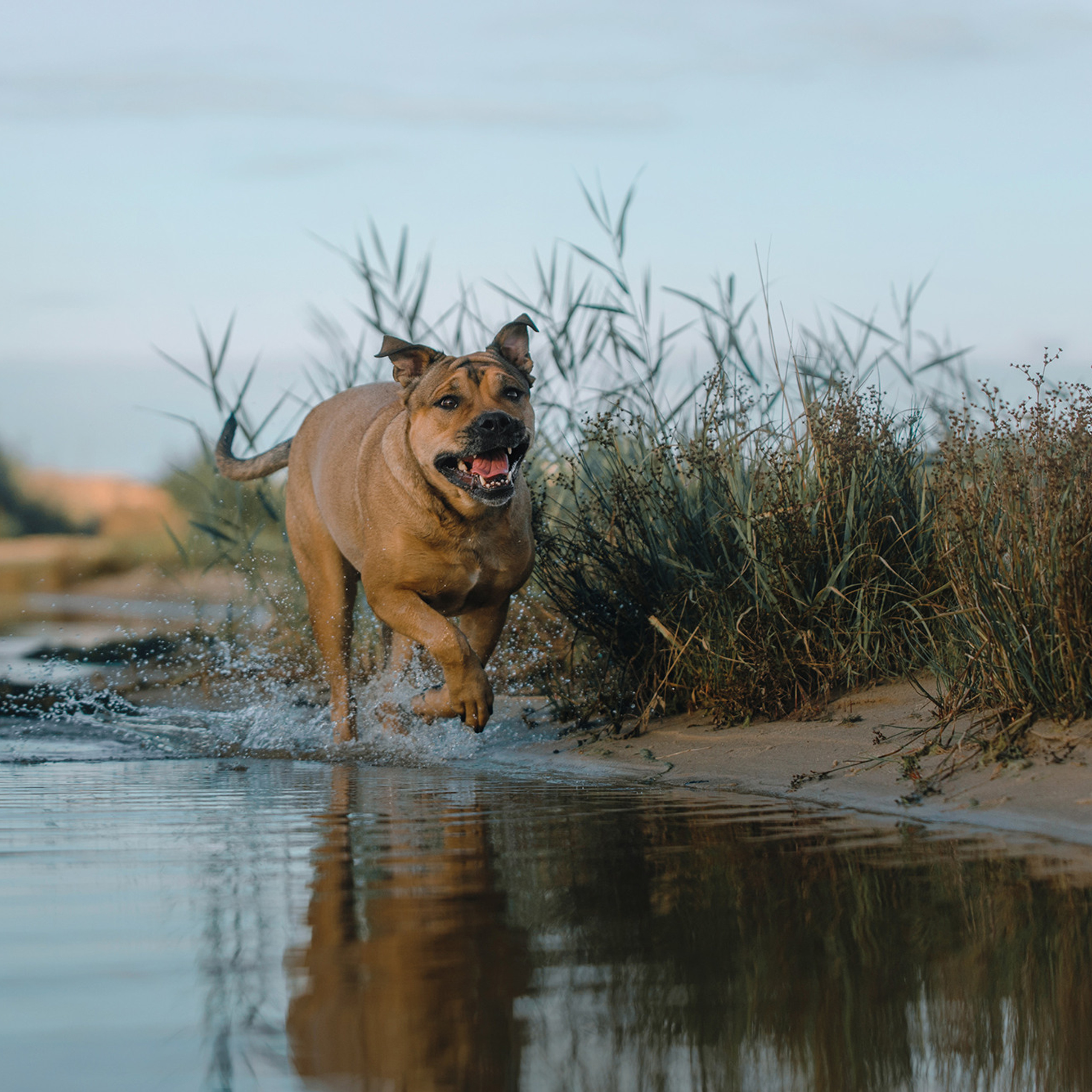 Ка де бо Лина. Фотограф Анна Тюрина
