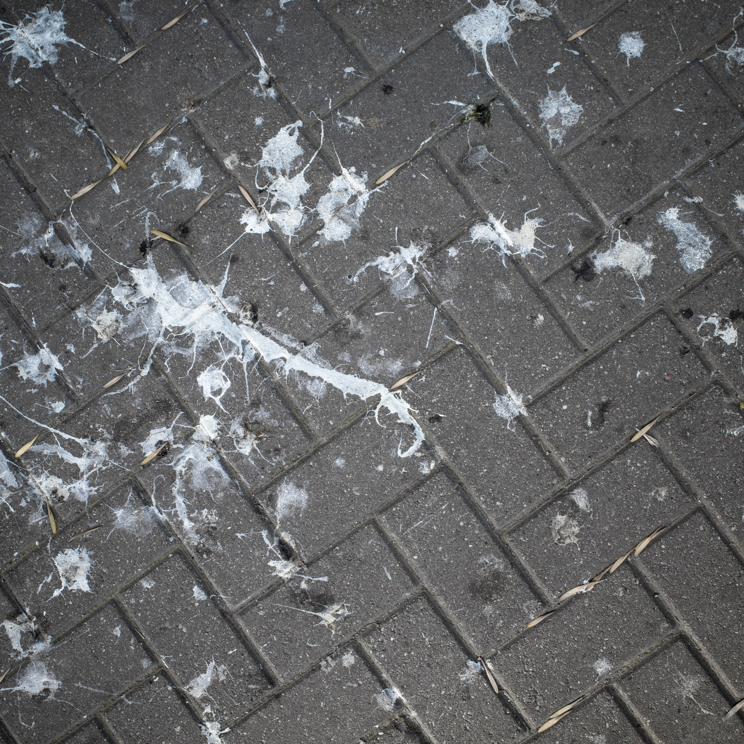Street. Maxim Haritonchik — photographer