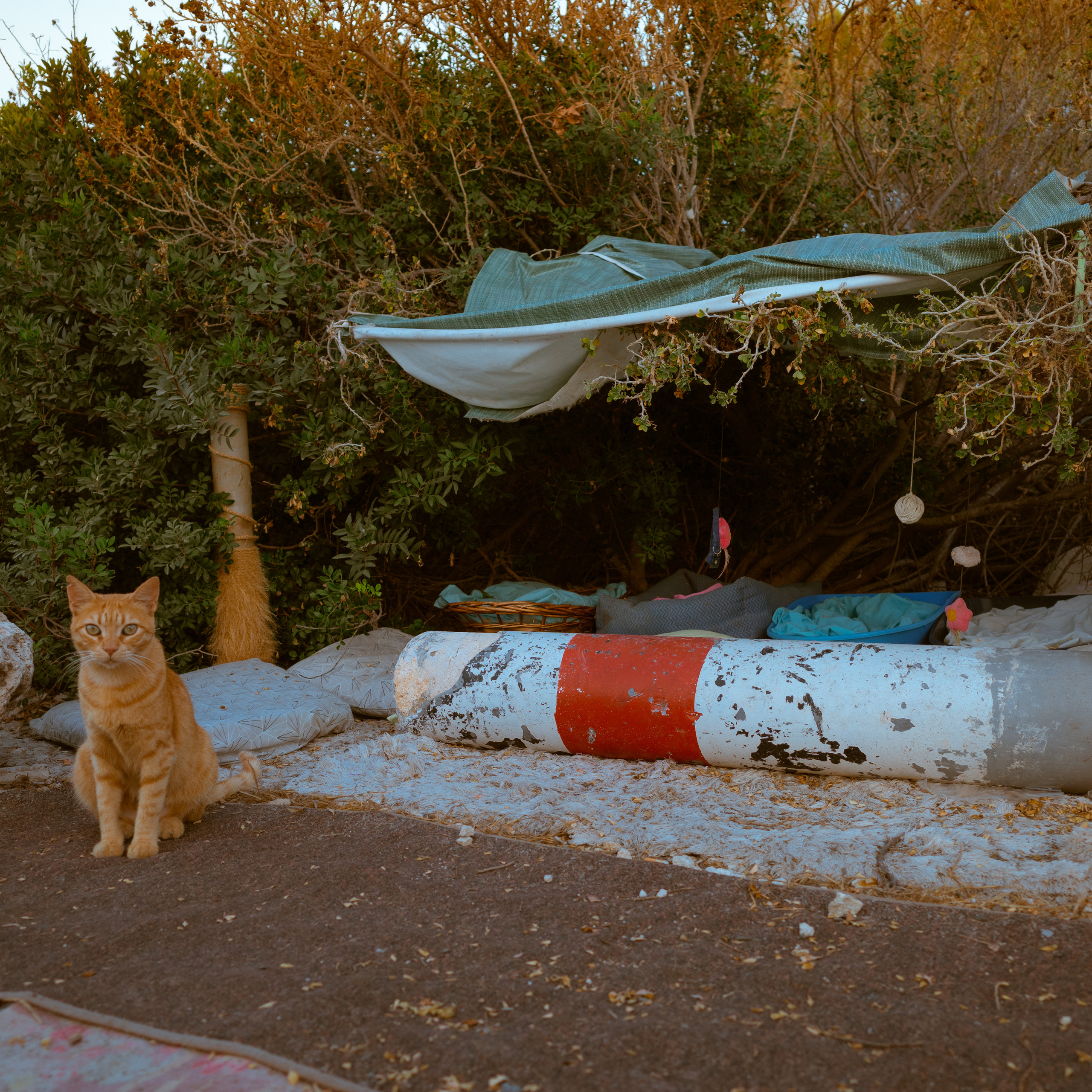 Street. Maxim Haritonchik — photographer
