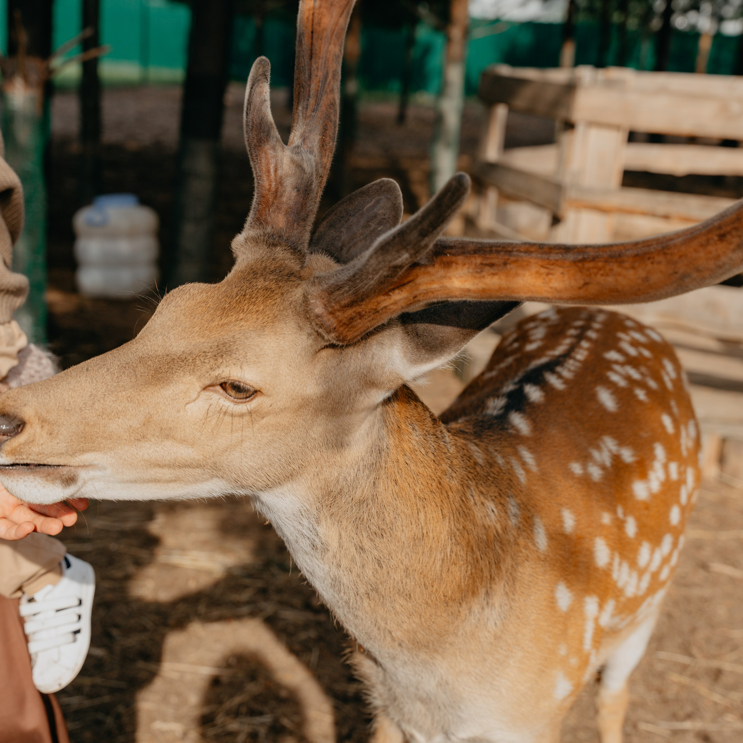 В&nbsp;гости к&nbsp;оленям