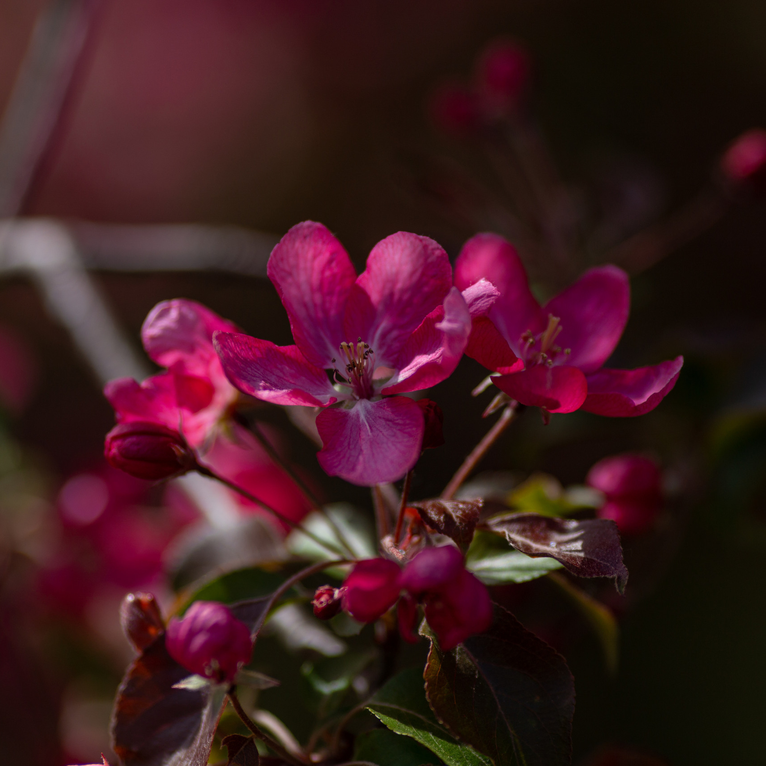 Отзывы. Свадебный и семейный фотограф в Калуге Александра Борис