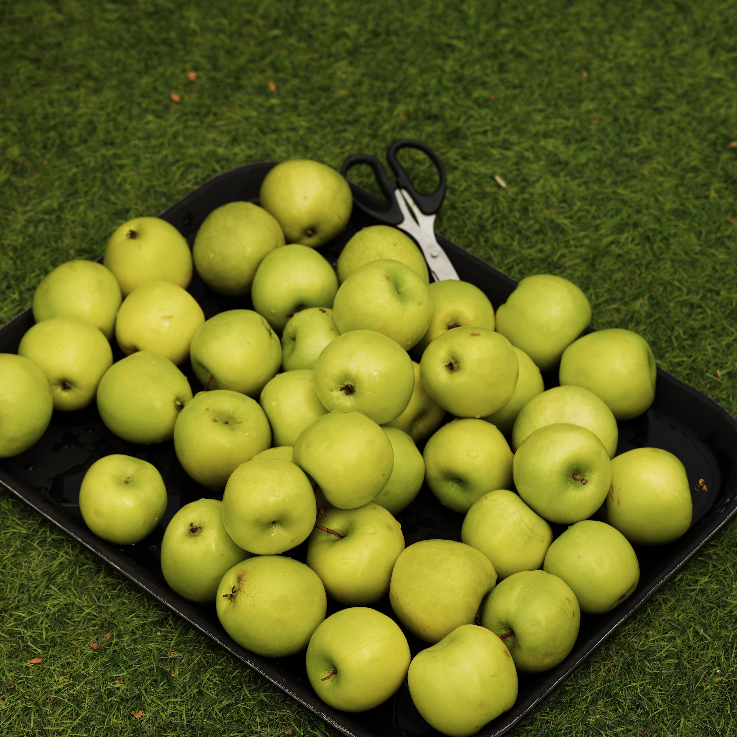 Wedding decor by Sasha Shemanskaya. Мобильный фотограф Владивосток