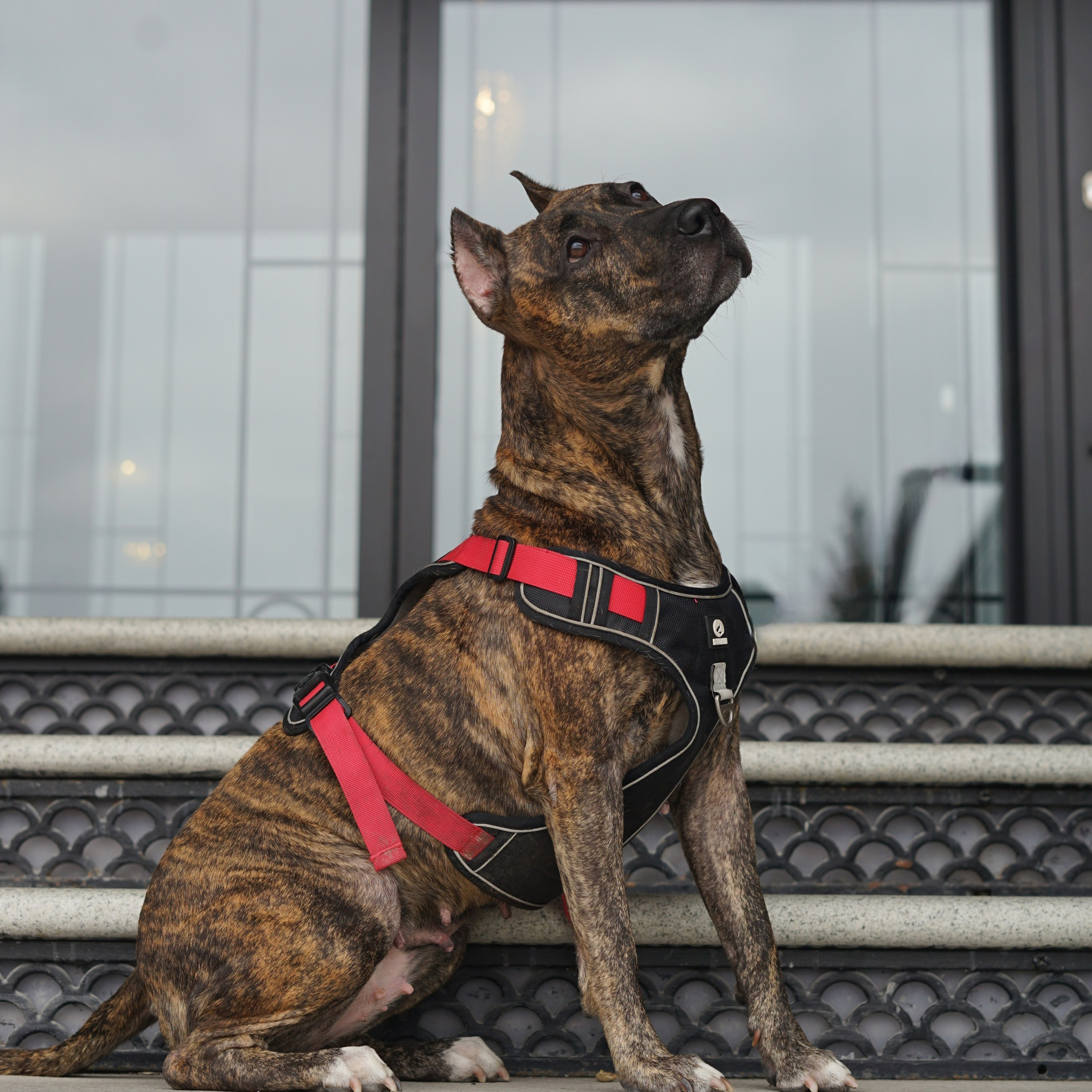 Любимые хвостики