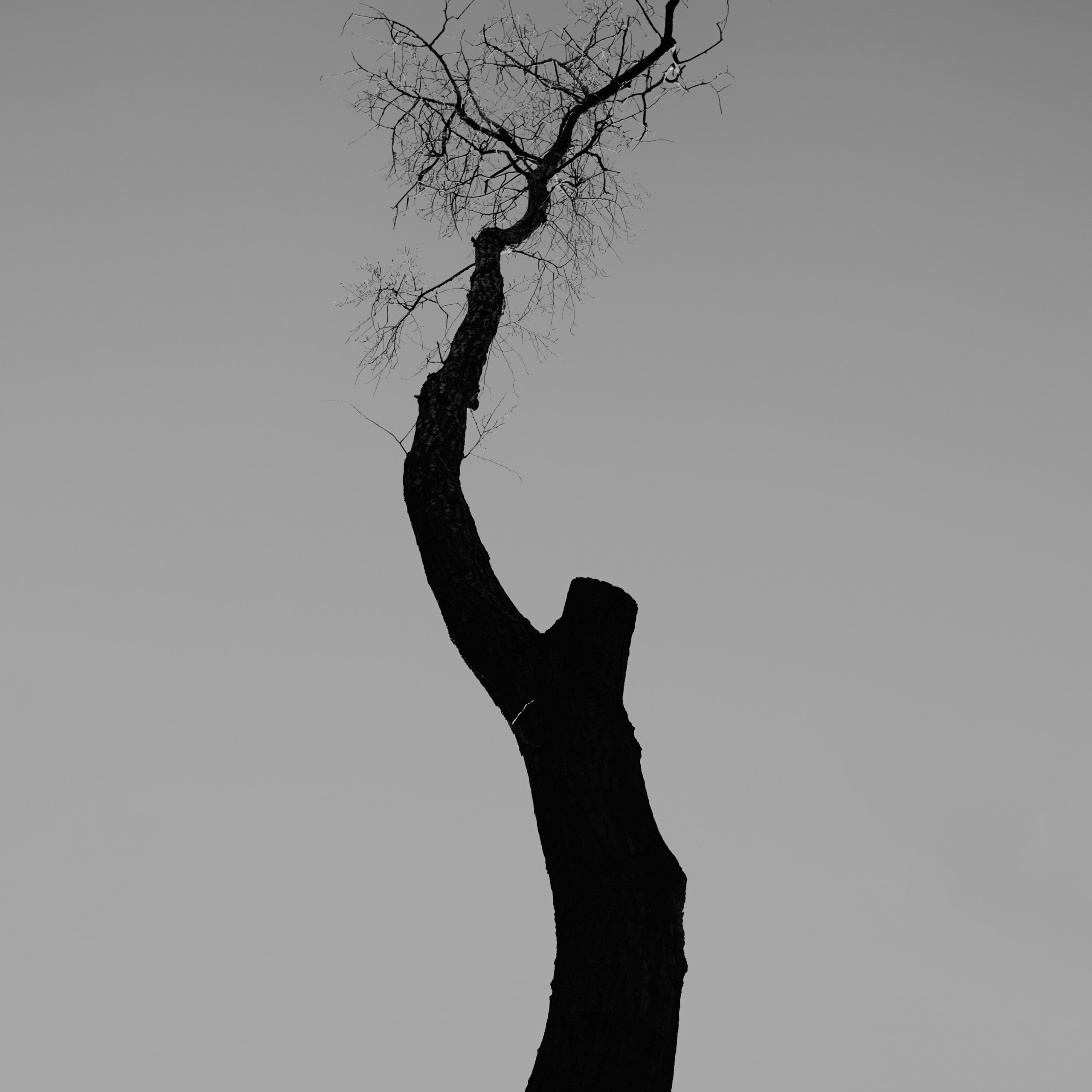 Древо. 22 г — наст. вр