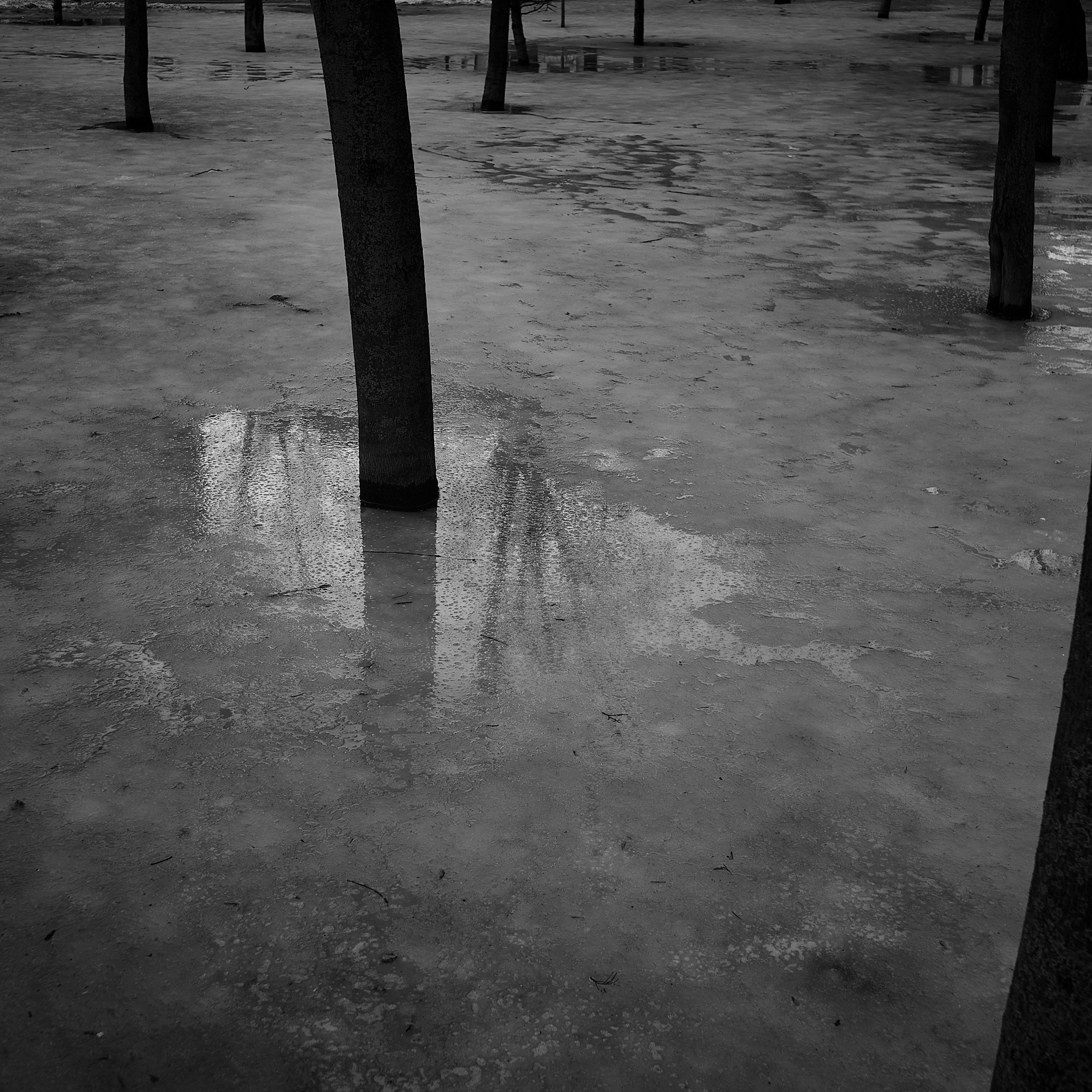 Формы Дерева 22г -…