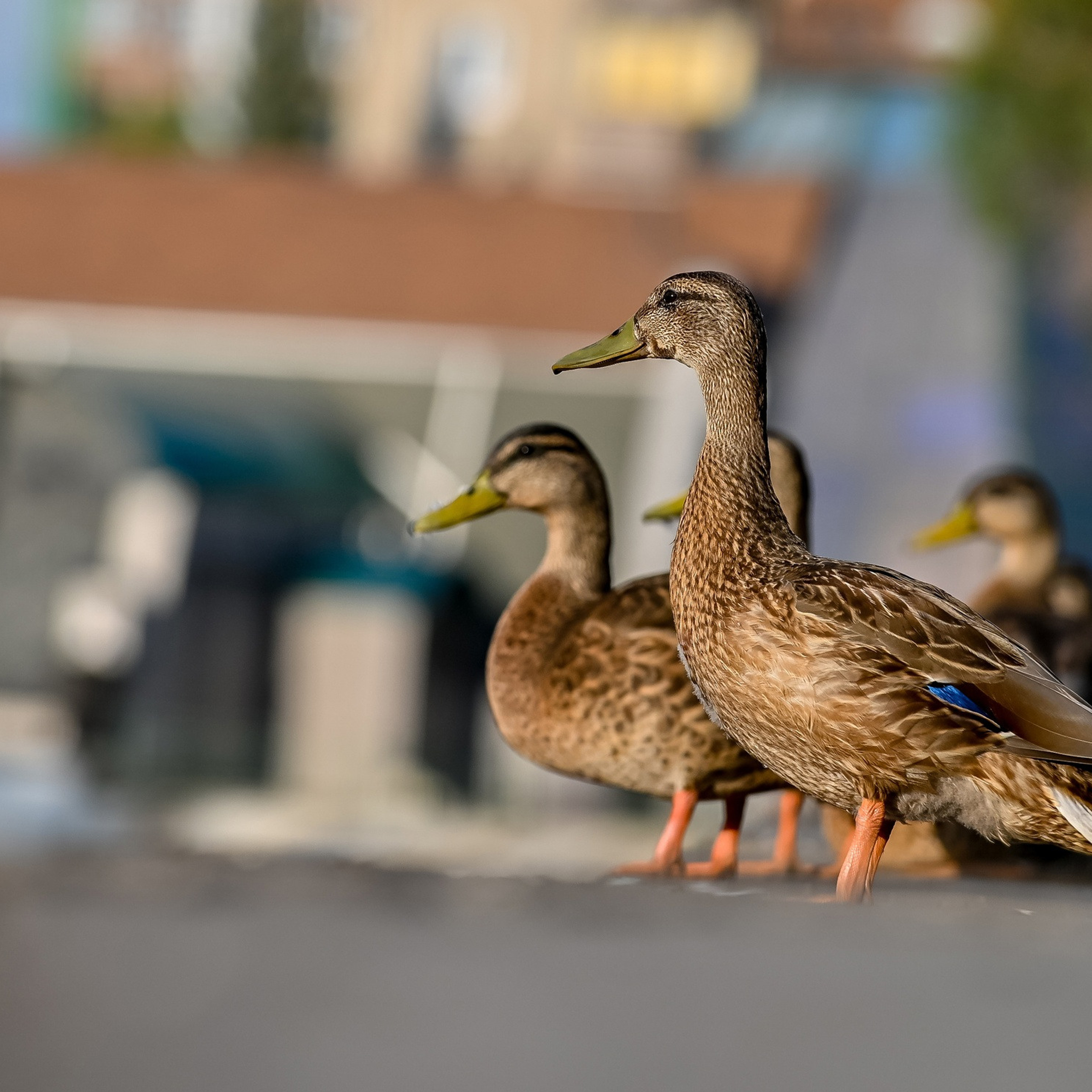 Утиные истории 14.08.2022