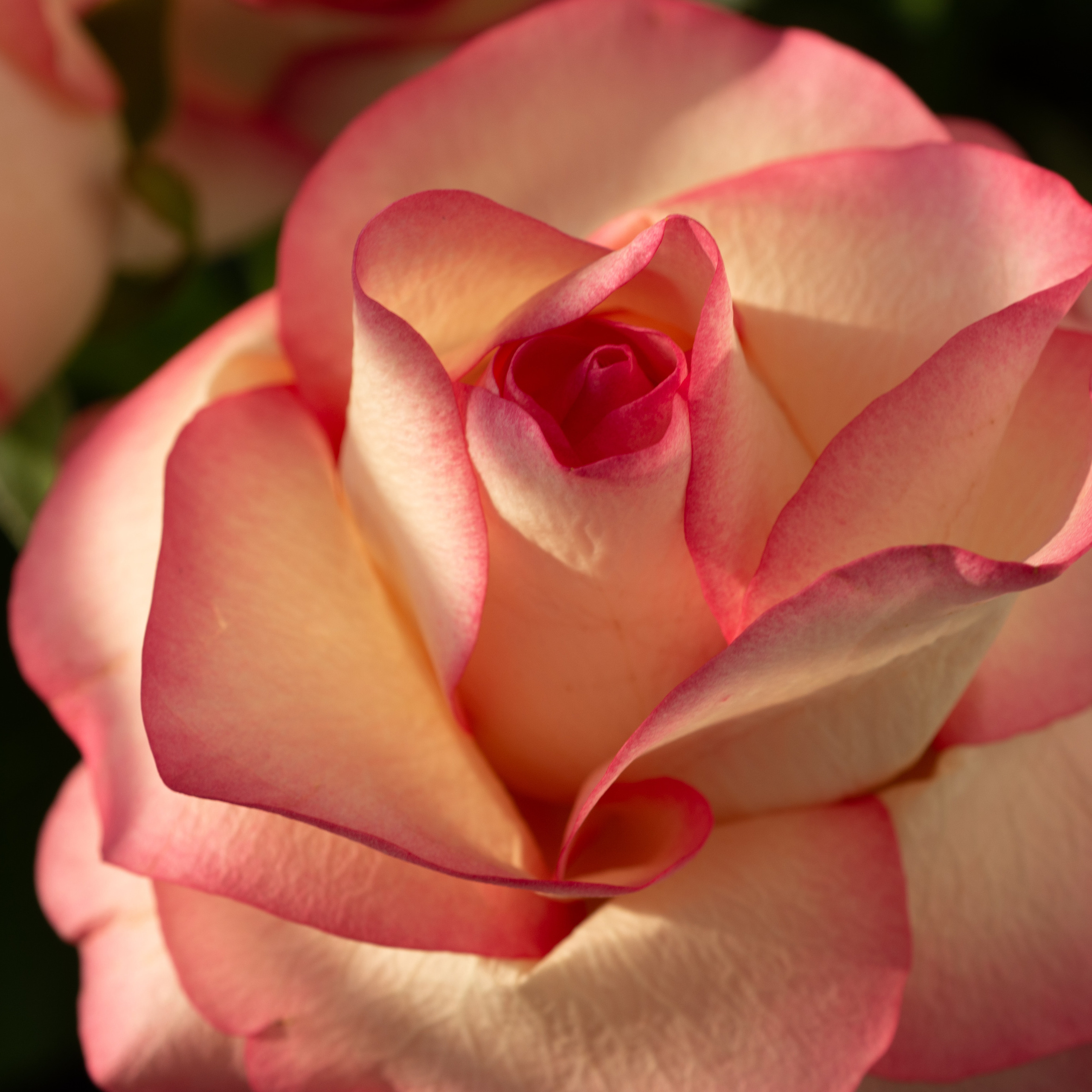 Натюрморты