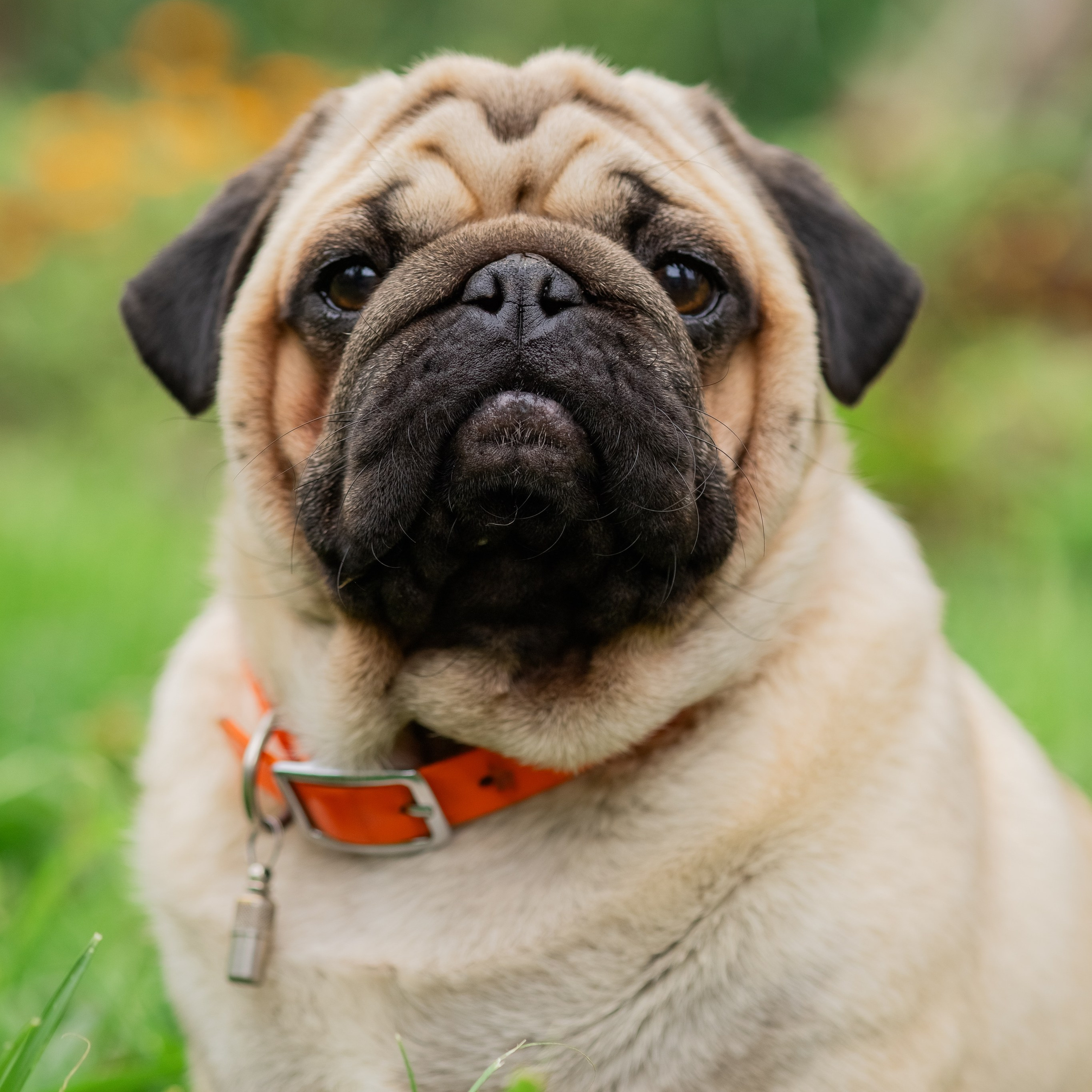 Сёма и Жужа. Август