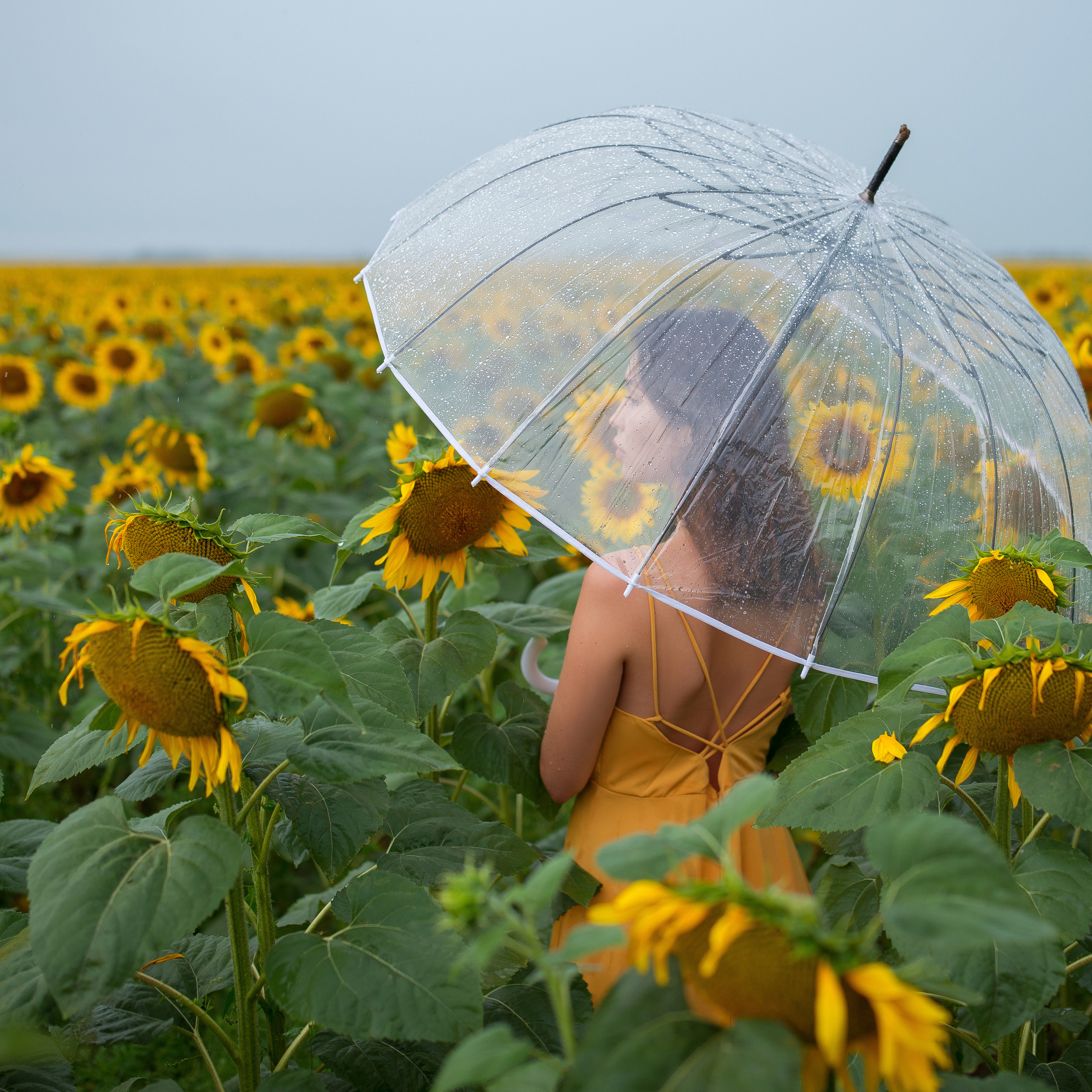 Подсолнухи