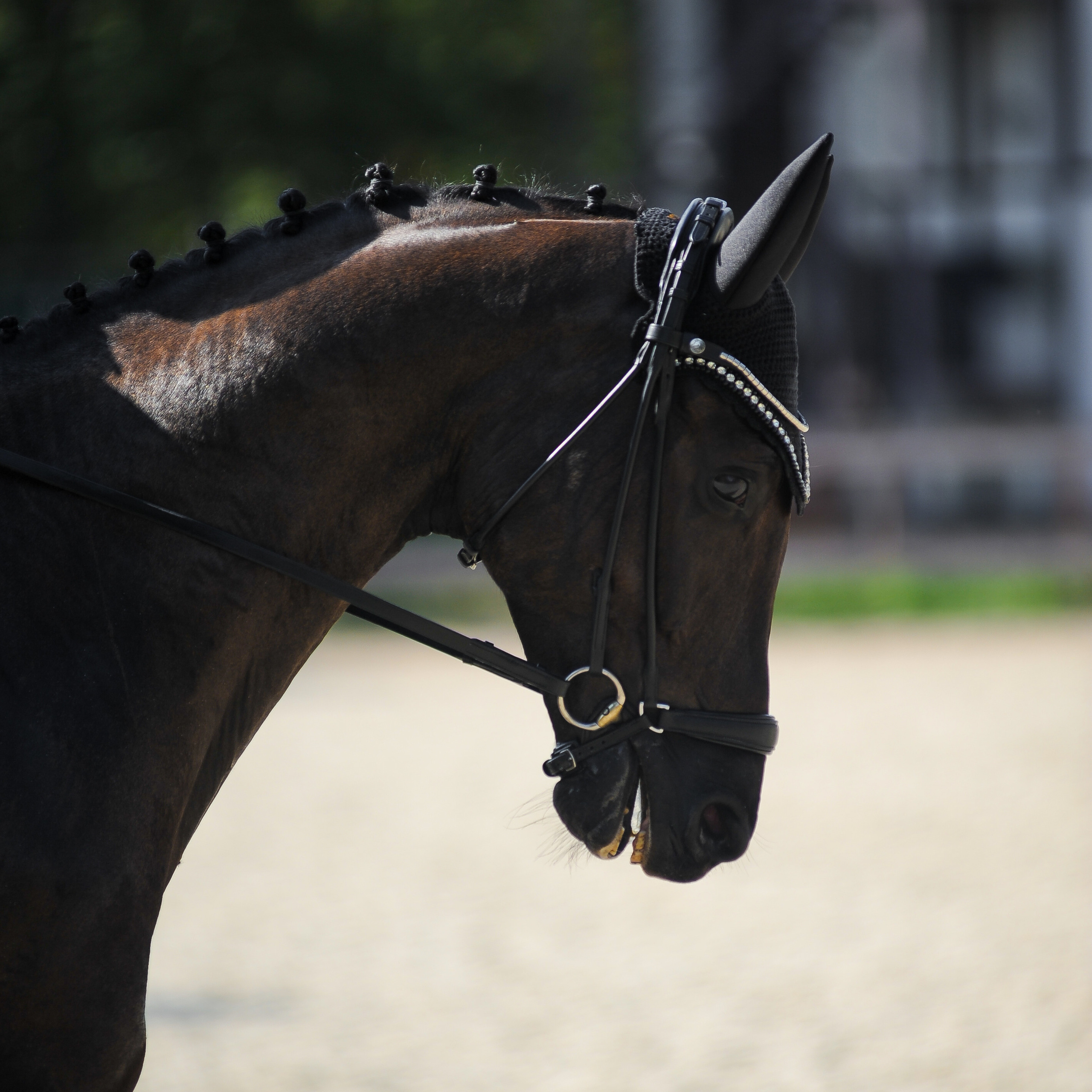 Конкур в конном клубе, репортаж Москва