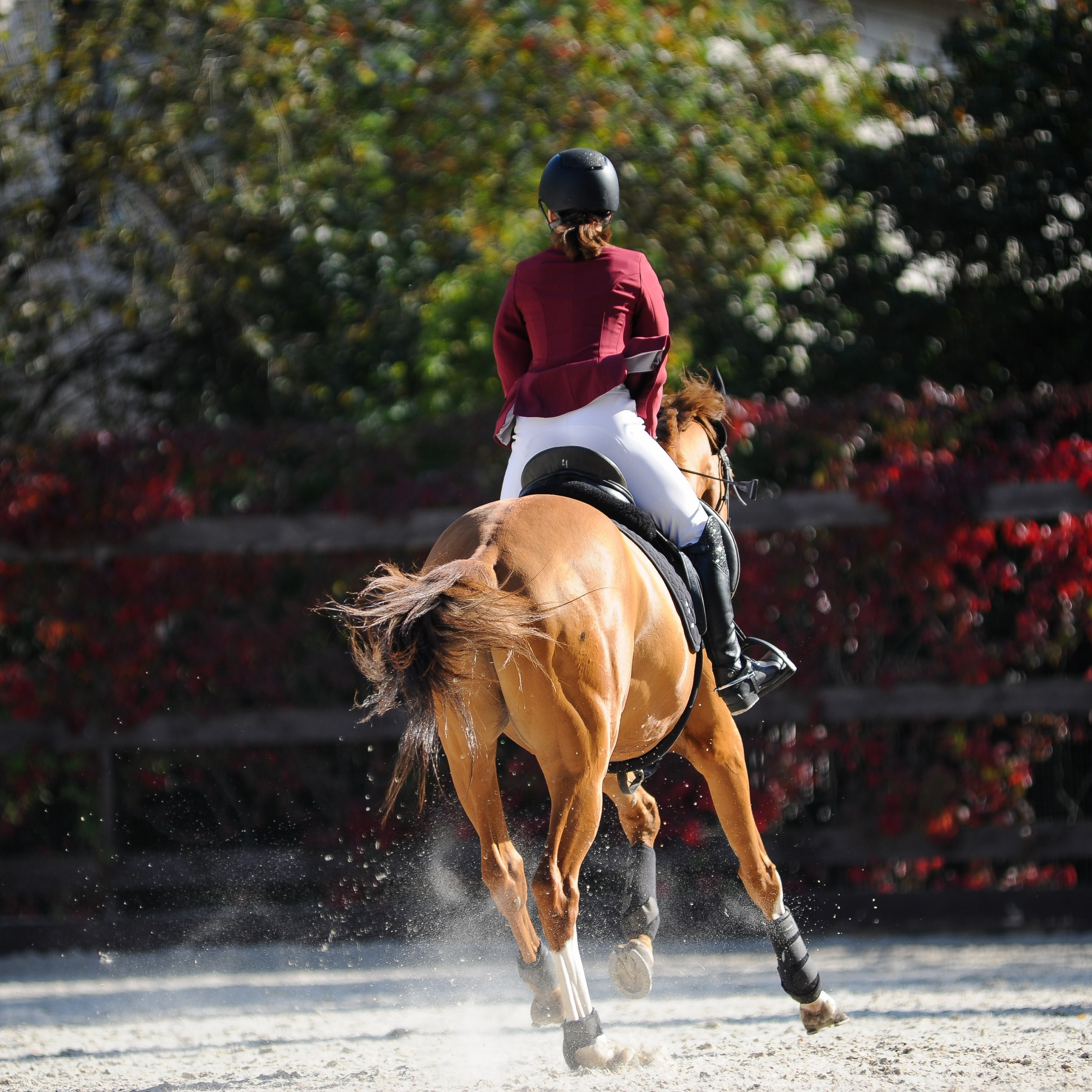 Конкур в конном клубе, репортаж Москва