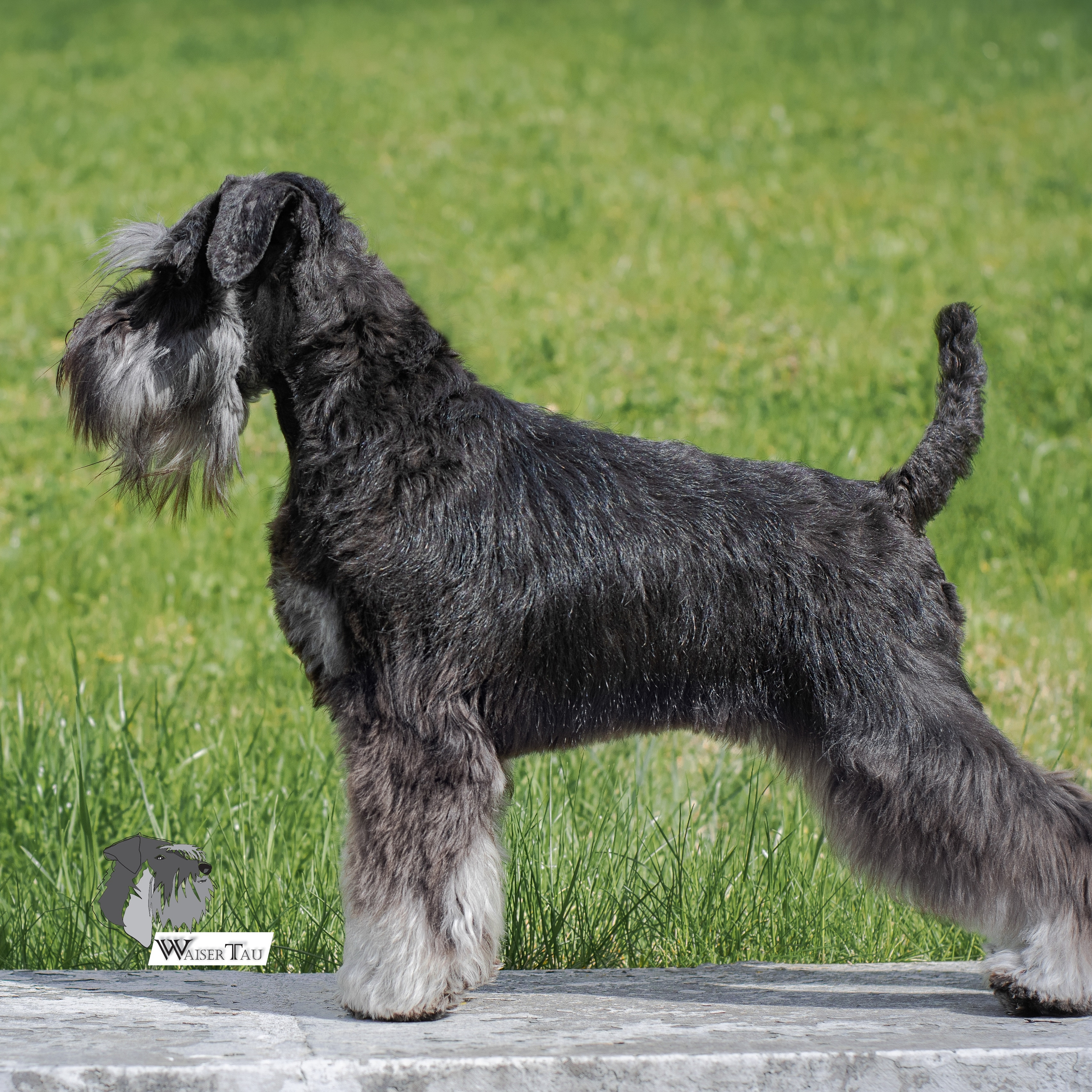 Цвергшнауцер окрас черный с серебром Беларусь Витебск 