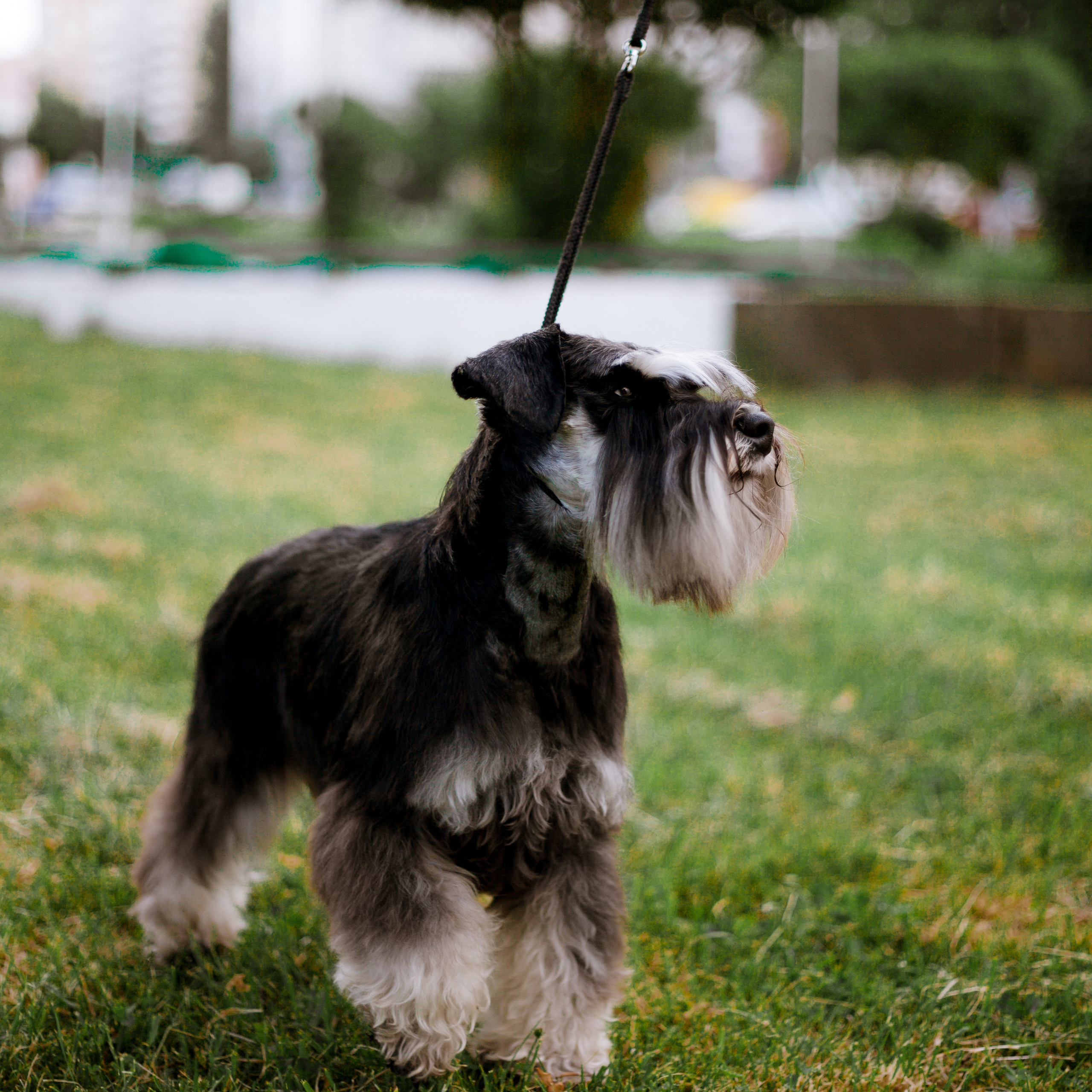 Цвергшнауцер окрас черный с серебром Беларусь Витебск 