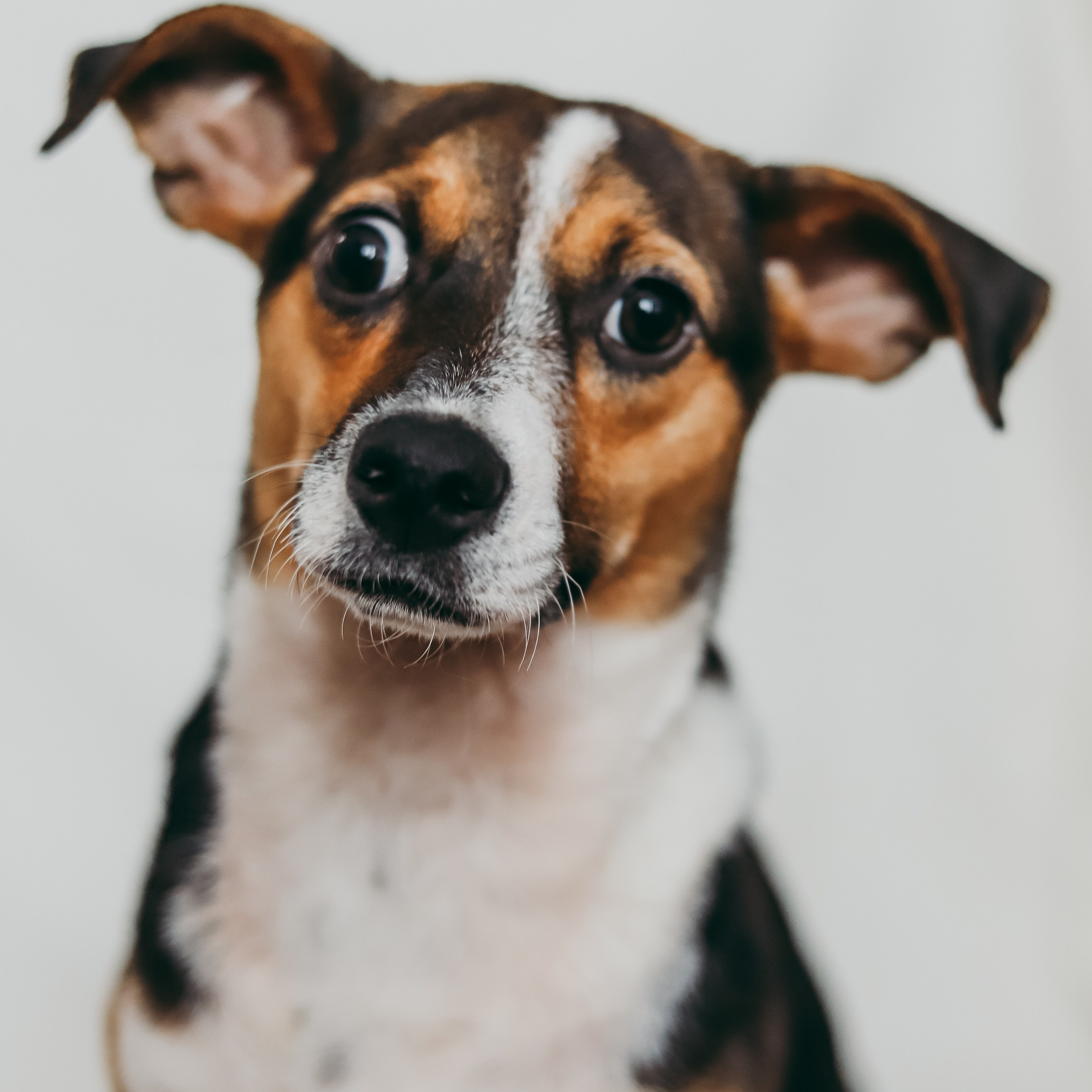 Для приюта (уже дома)