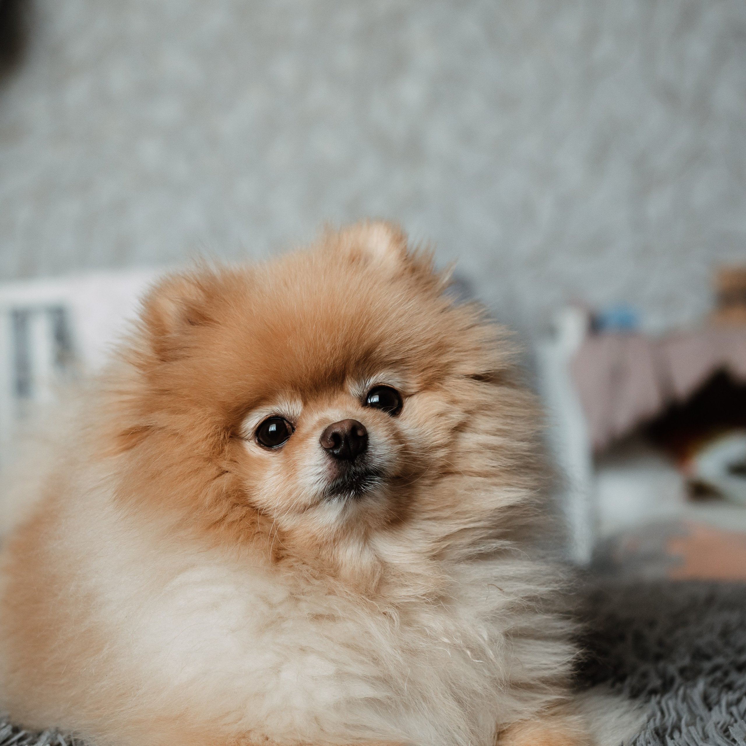 Юля и Тимофей. Семейный фотограф в Омске Смирнова Светлана