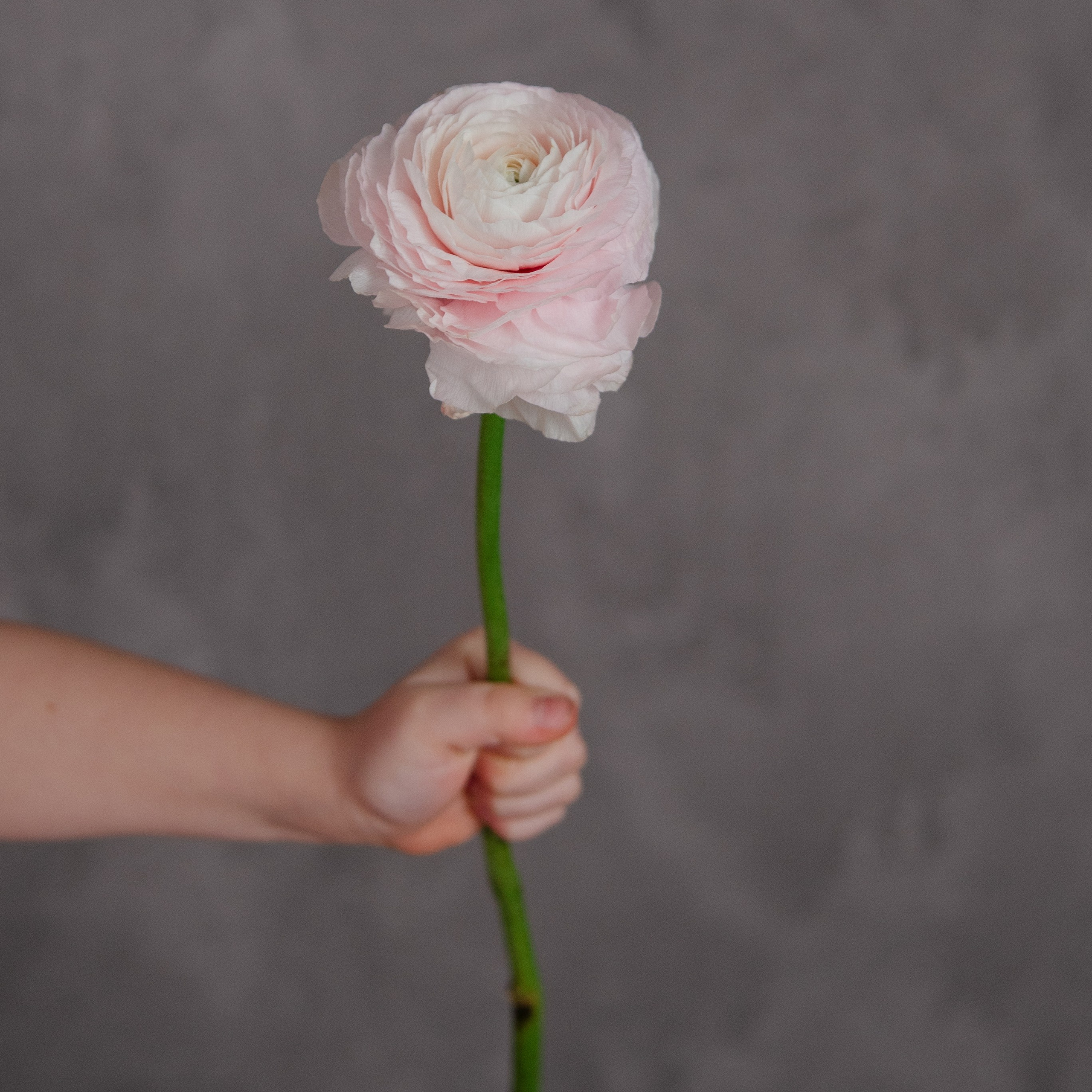 Даша. Семейный фотограф в Омске Смирнова Светлана