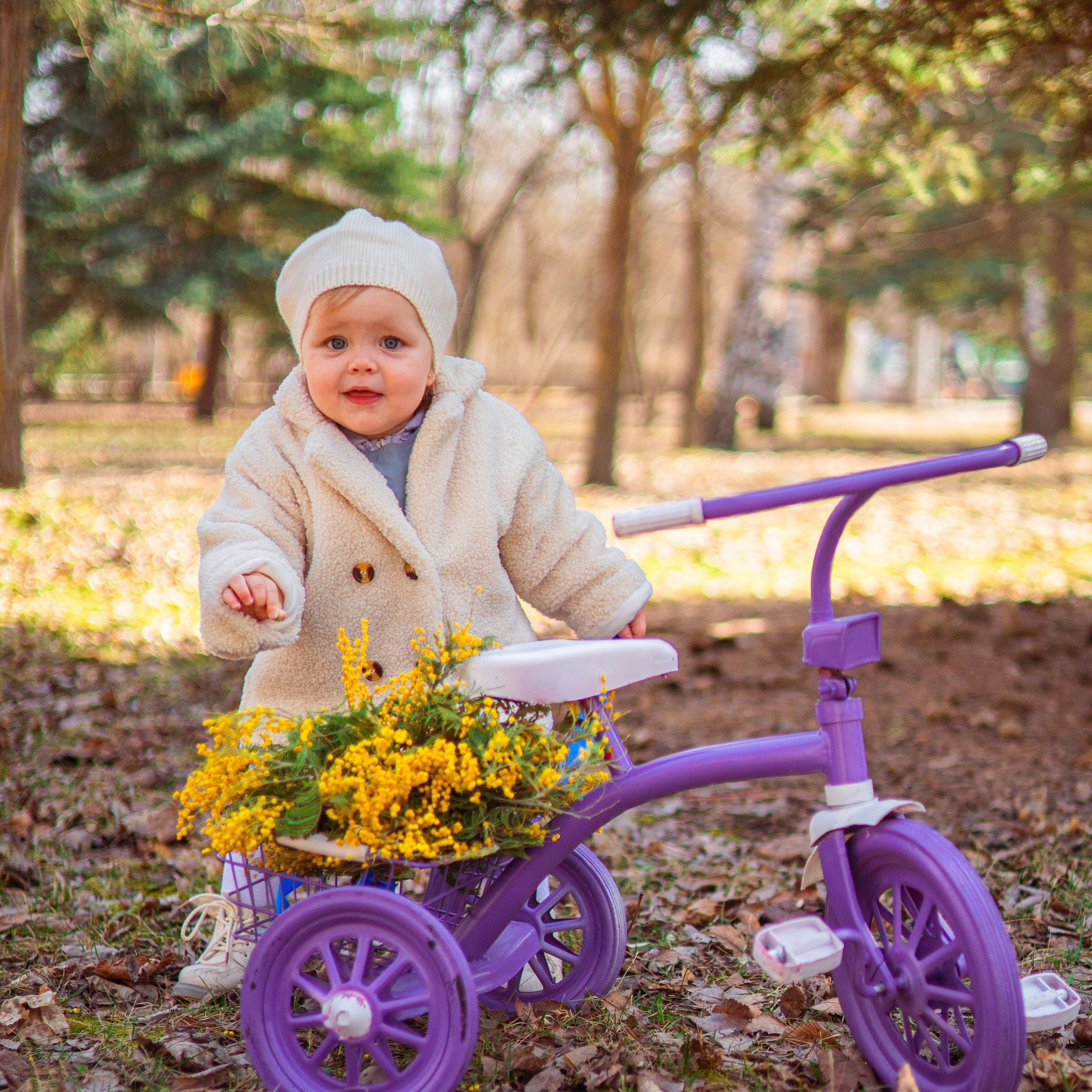 Соня мимоза