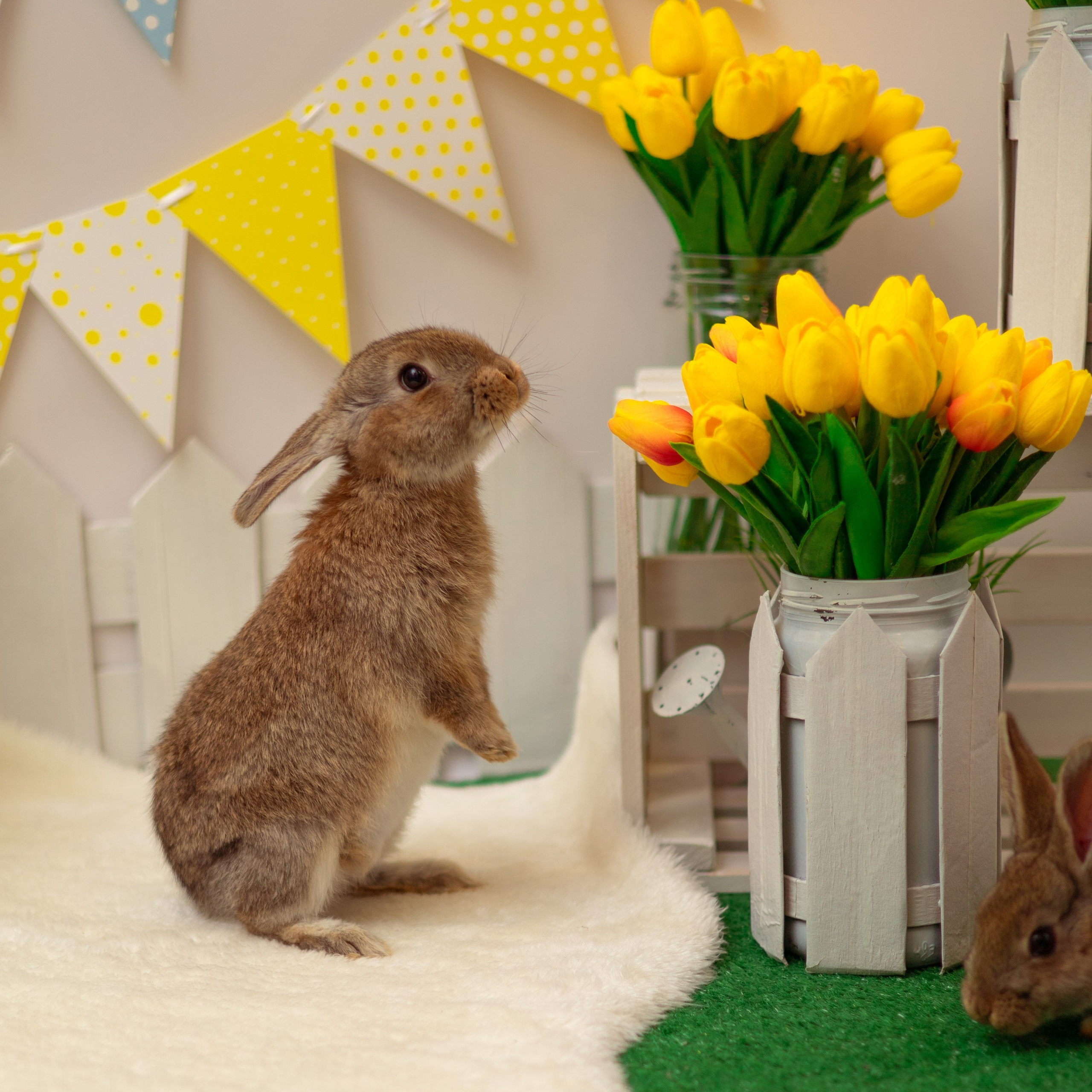 Вероника кролики