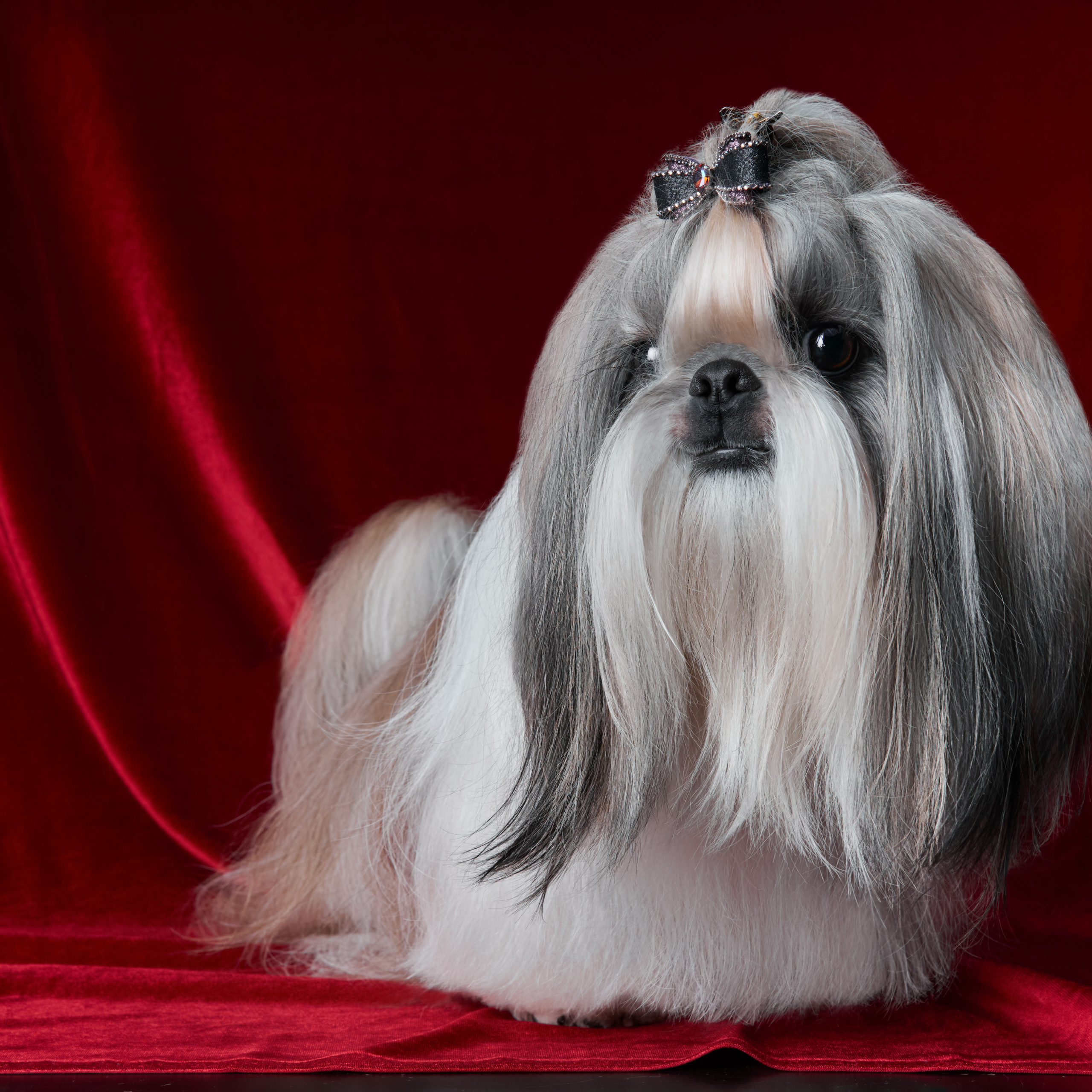 Отзывы. Фотограф людей и животных в Санкт-Петербурге Марина Бурмистрова