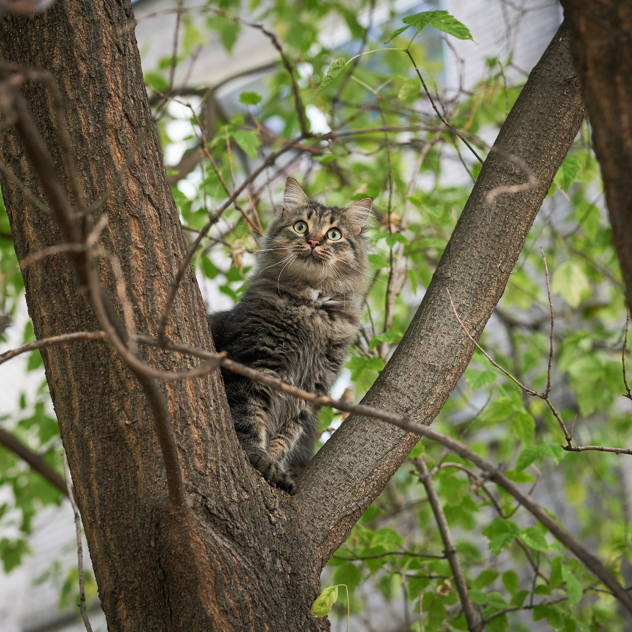 Autumn Cats. Фотограф людей и животных в Санкт-Петербурге Марина Бурмистрова