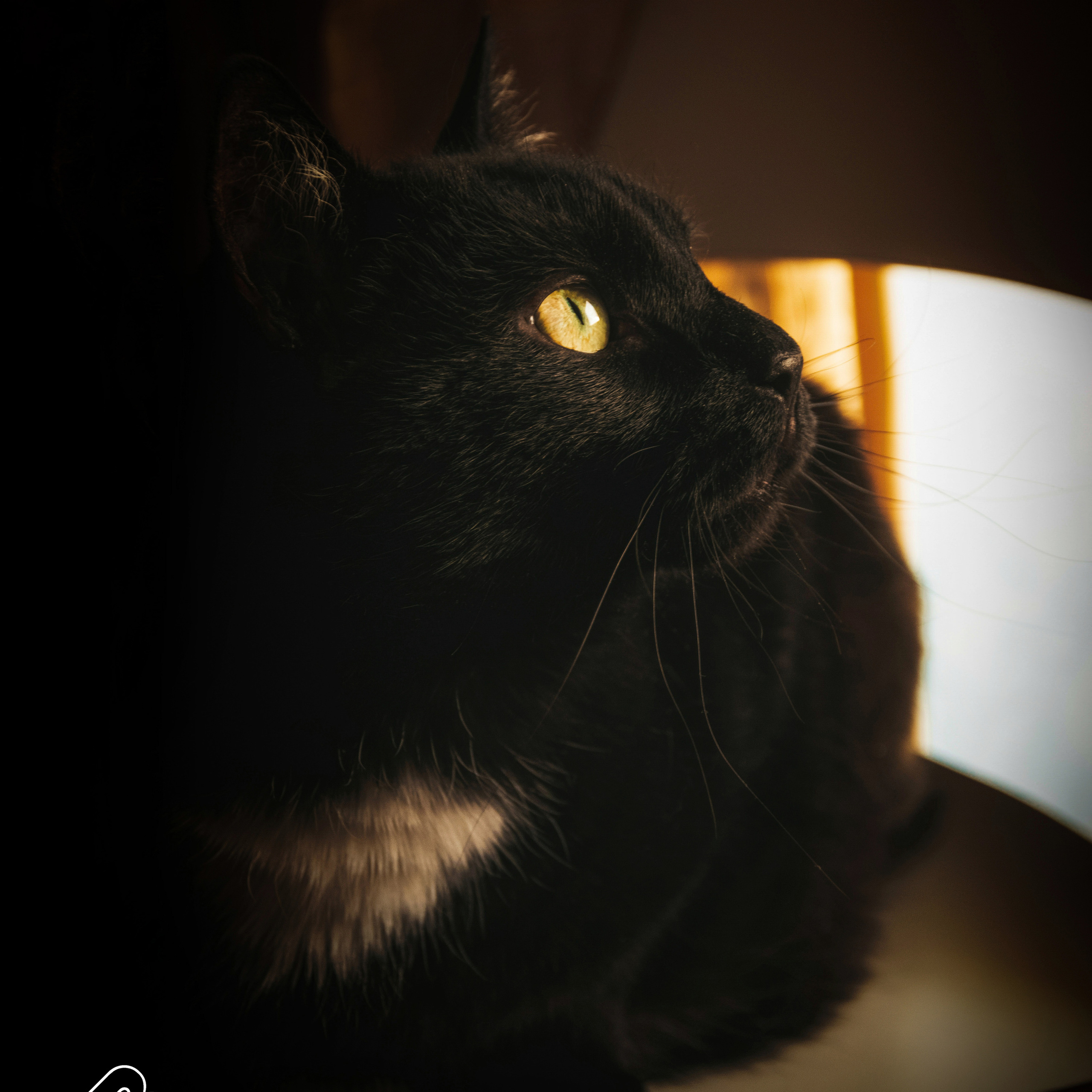 2 день самоизоляции, мучаю кота)