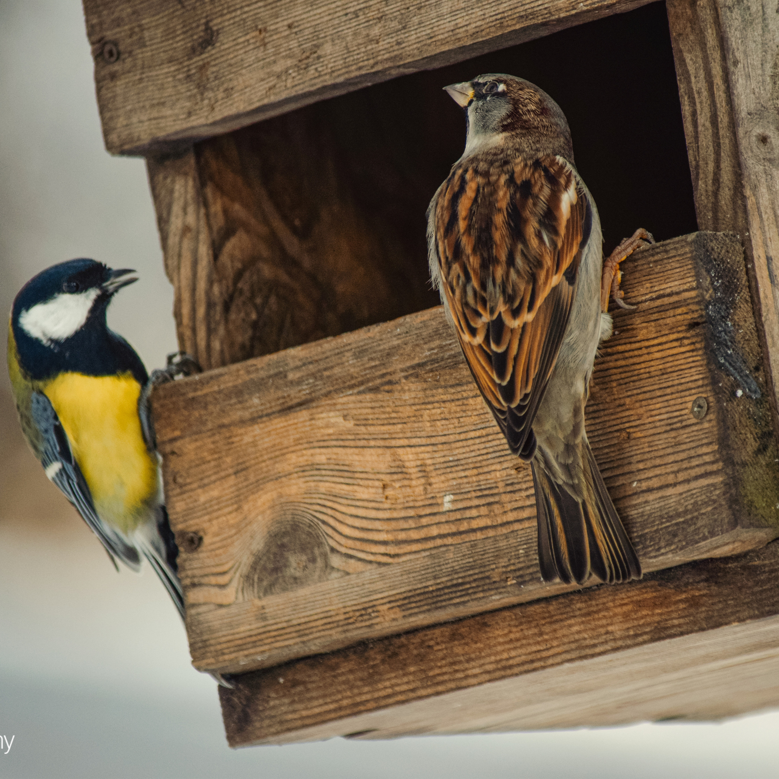 Однажды в октябре. Фотограф людей и животных в Санкт-Петербурге Марина Бурмистрова