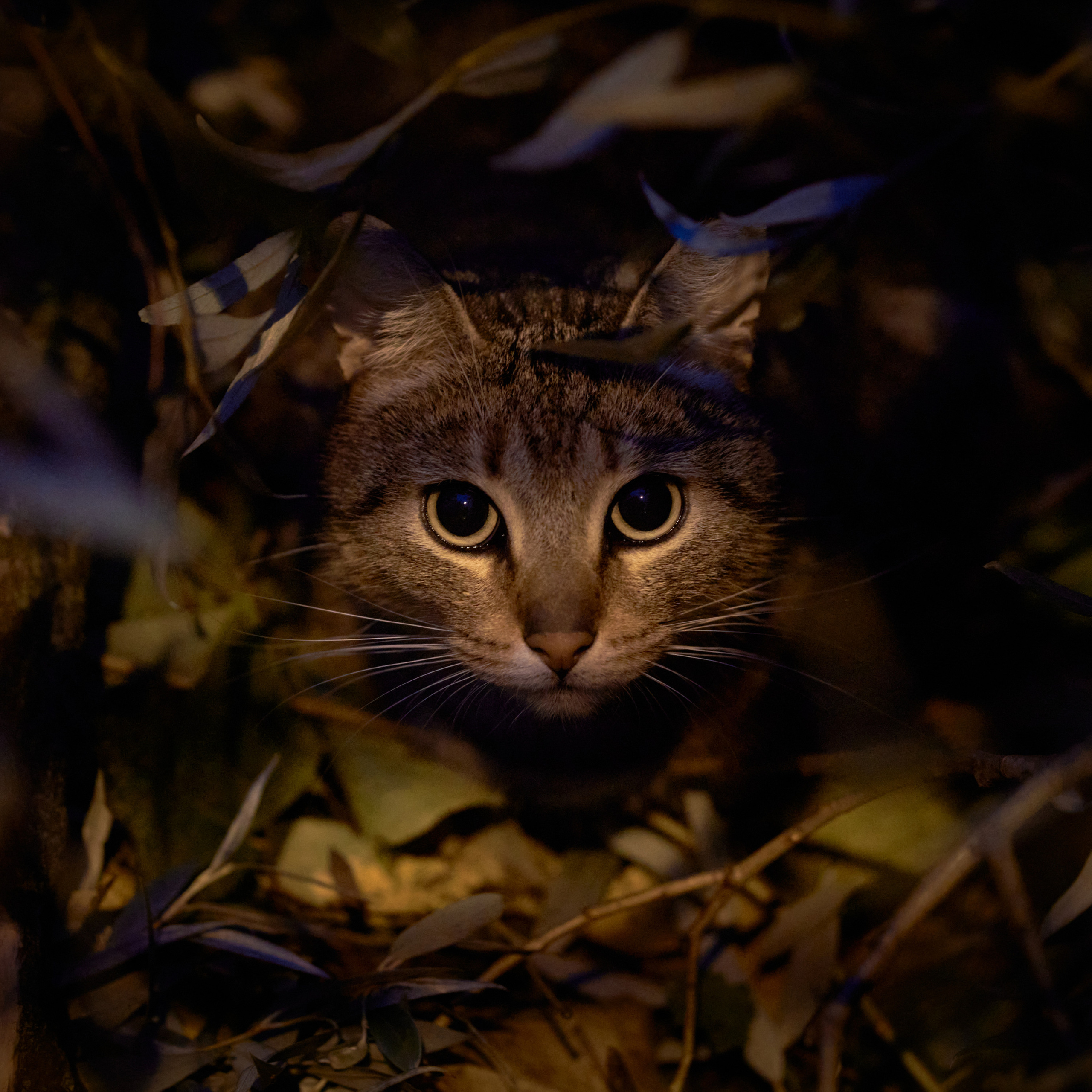 Большие глаза кота из кустов в сумерках