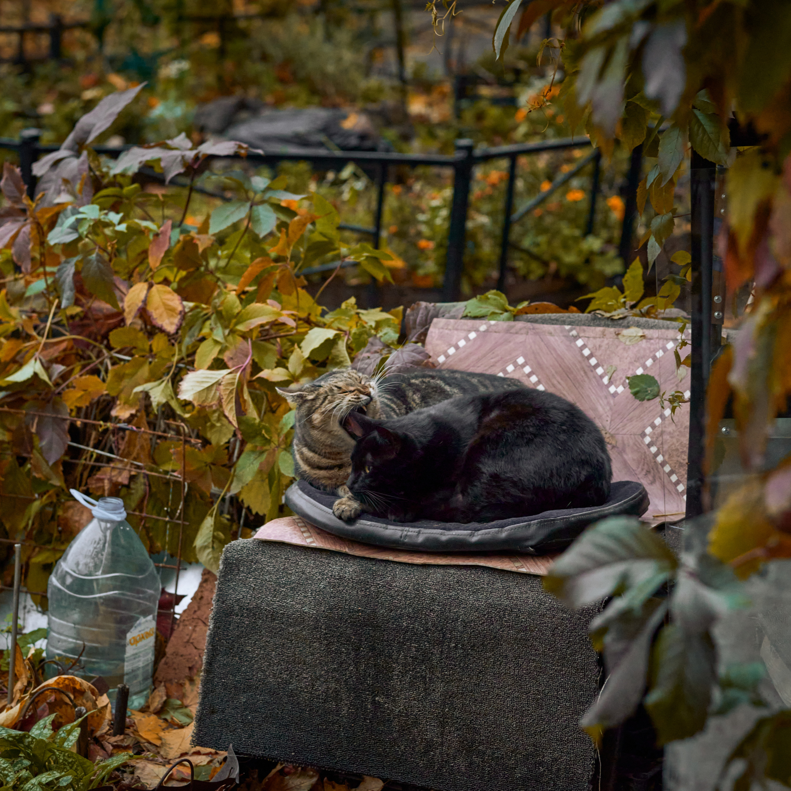 Осенние бездомные толстые коты