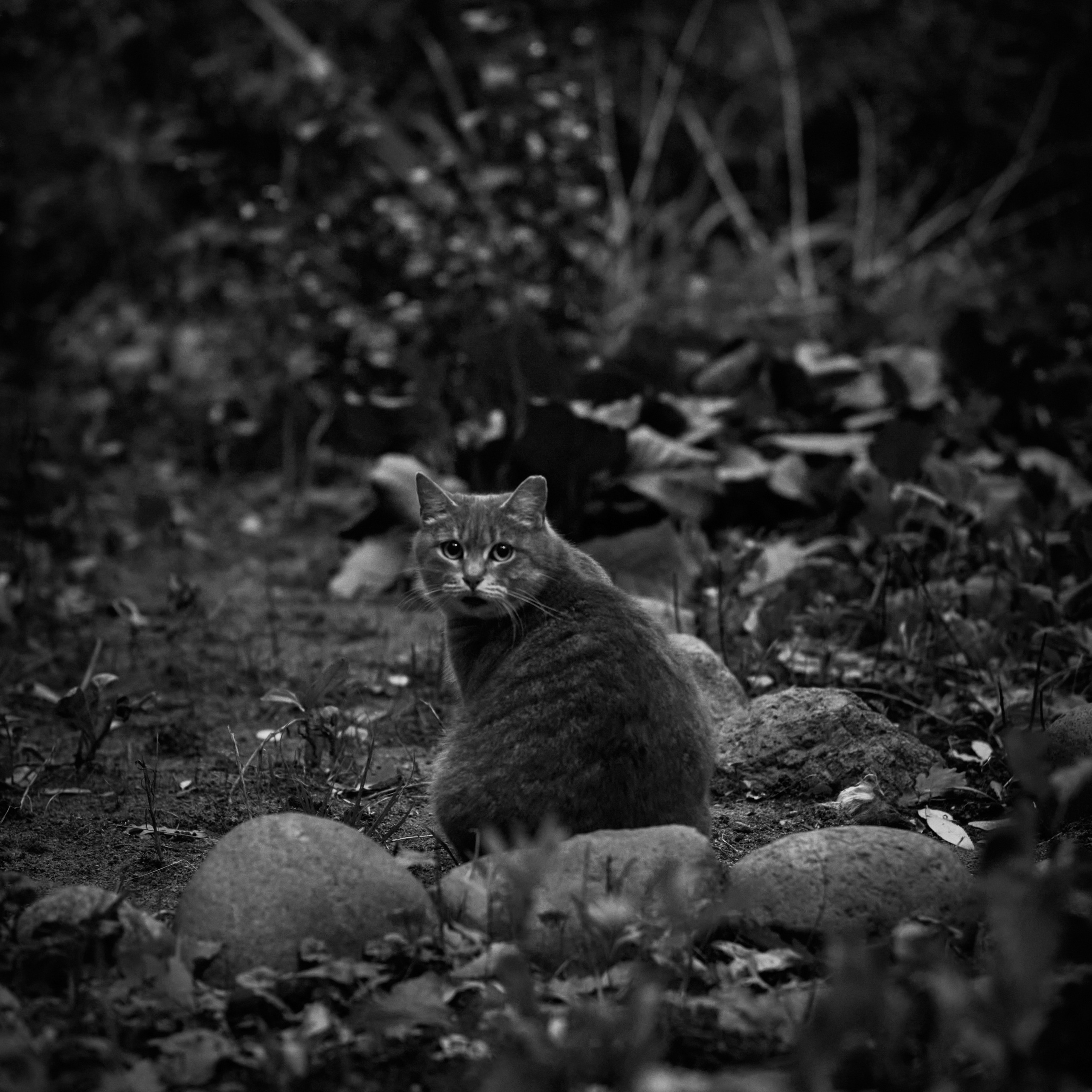 Autumn Cats. Фотограф людей и животных в Санкт-Петербурге Марина Бурмистрова